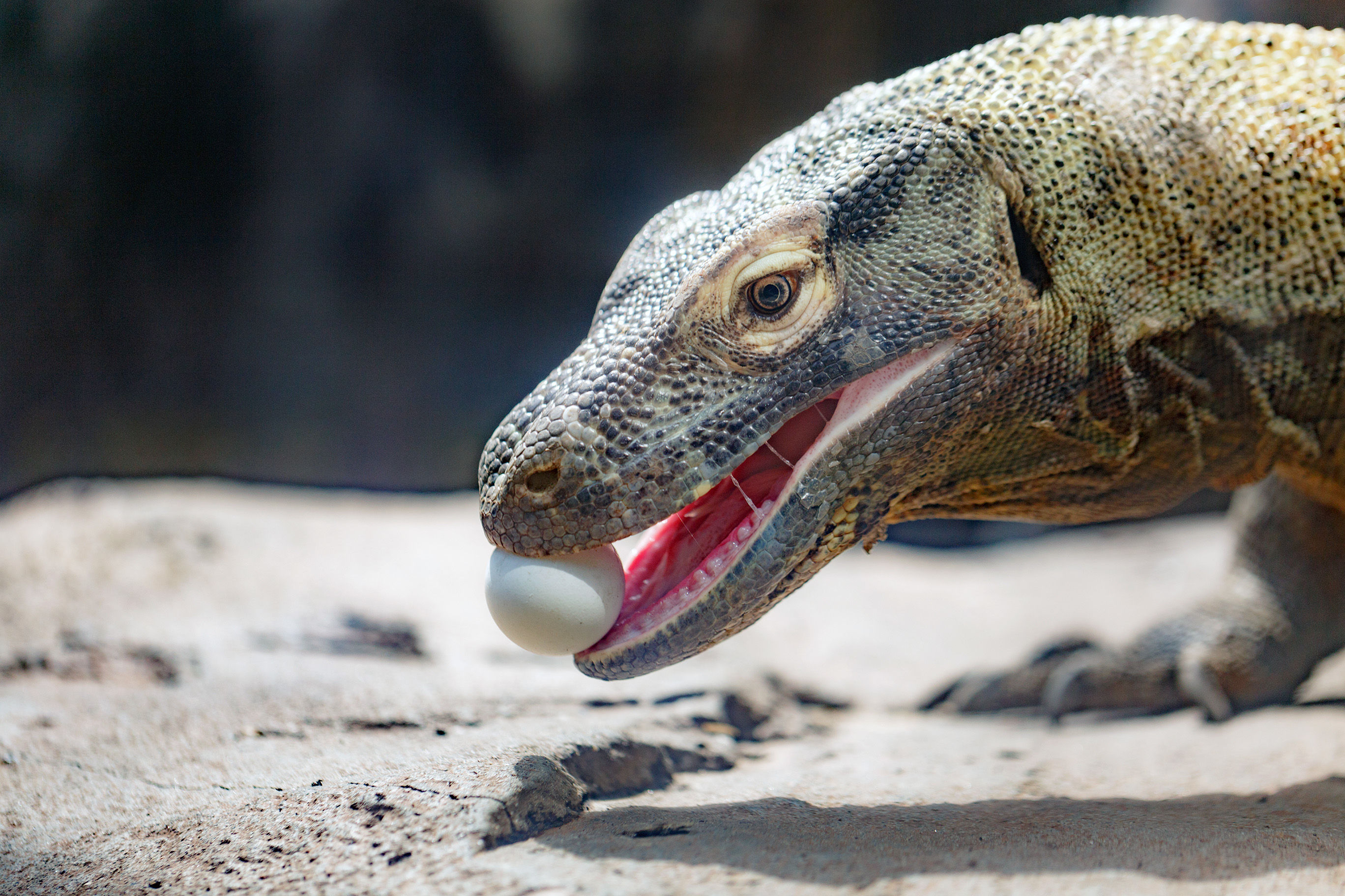 Komodo Dragon eating an egg