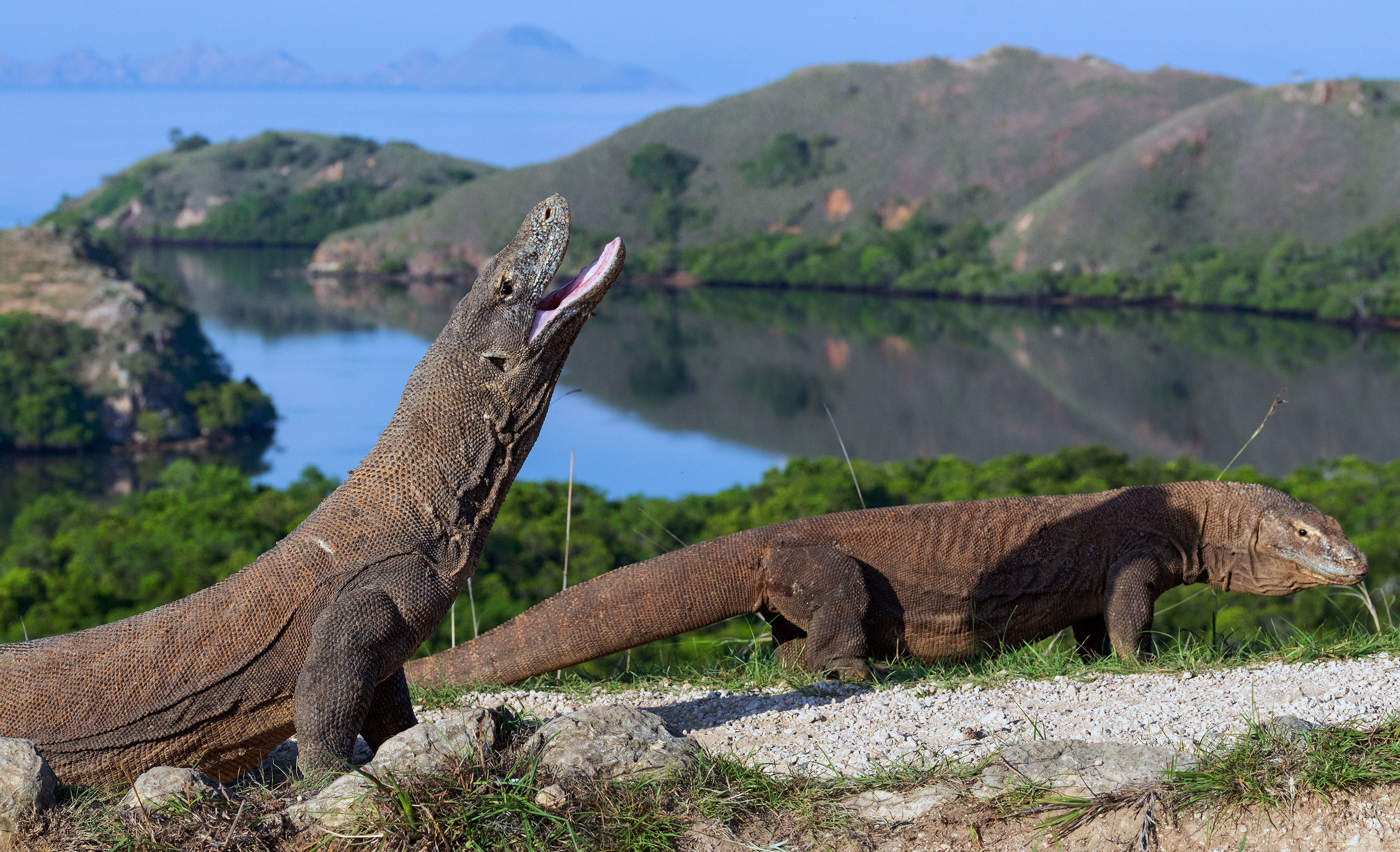 Komodo Dragons