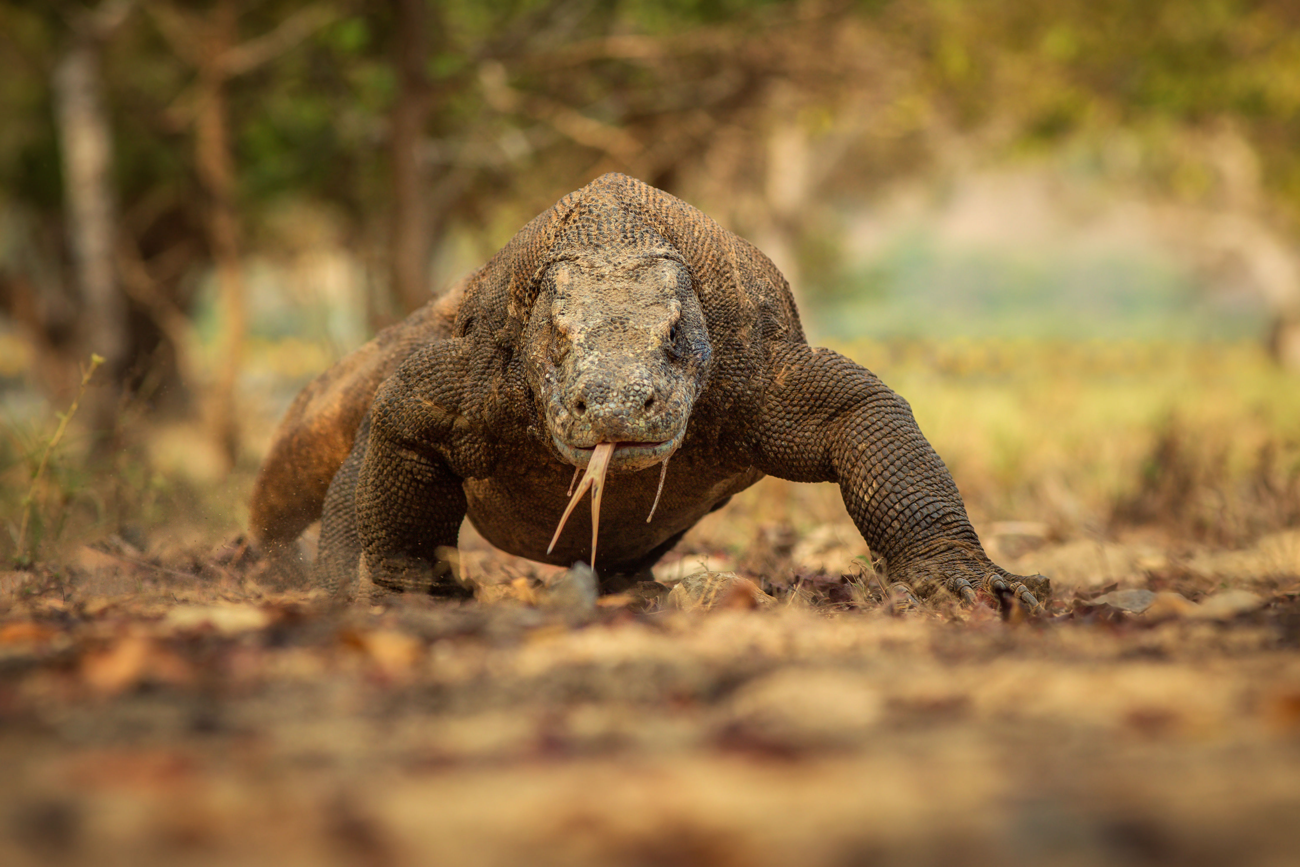 Komodo Dragon