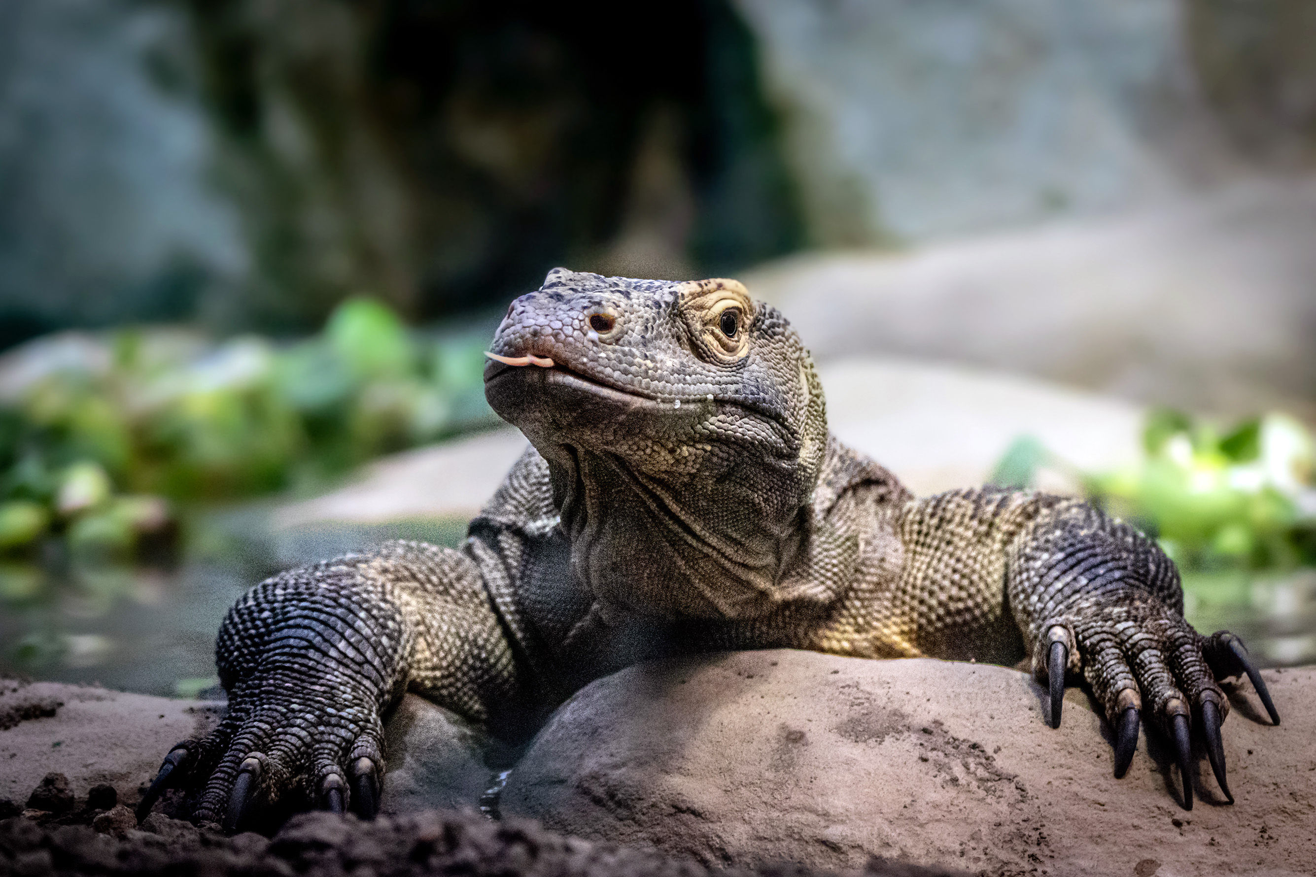 Komodo Dragon