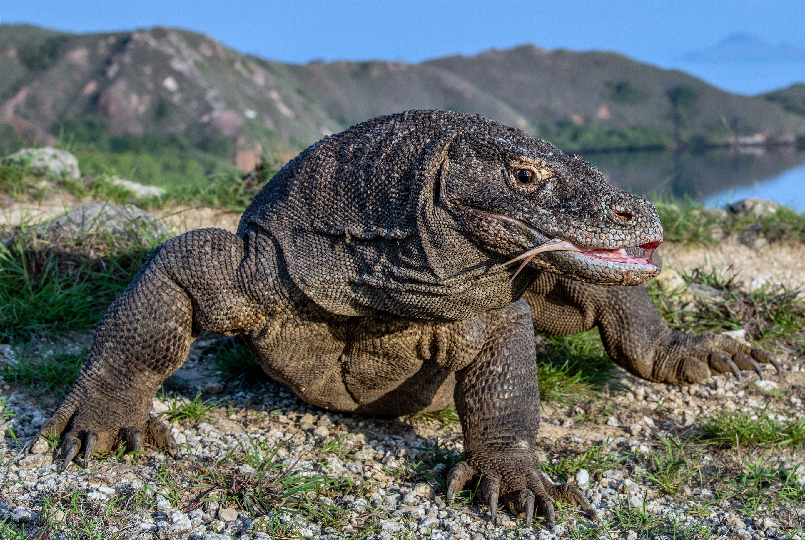 Komodo Dragon with its forked tongue sniffing the air
