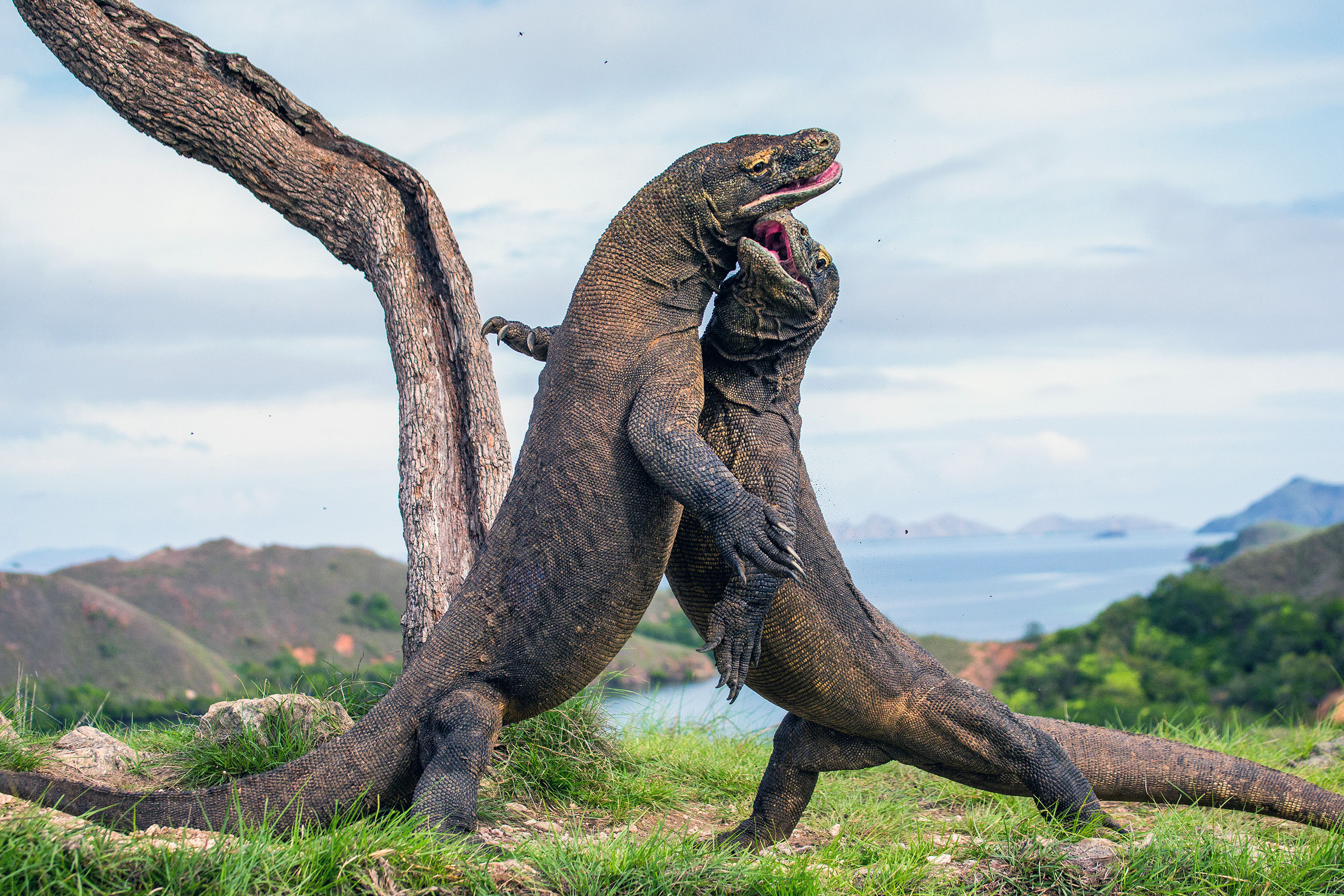 Komodo dragons fighting