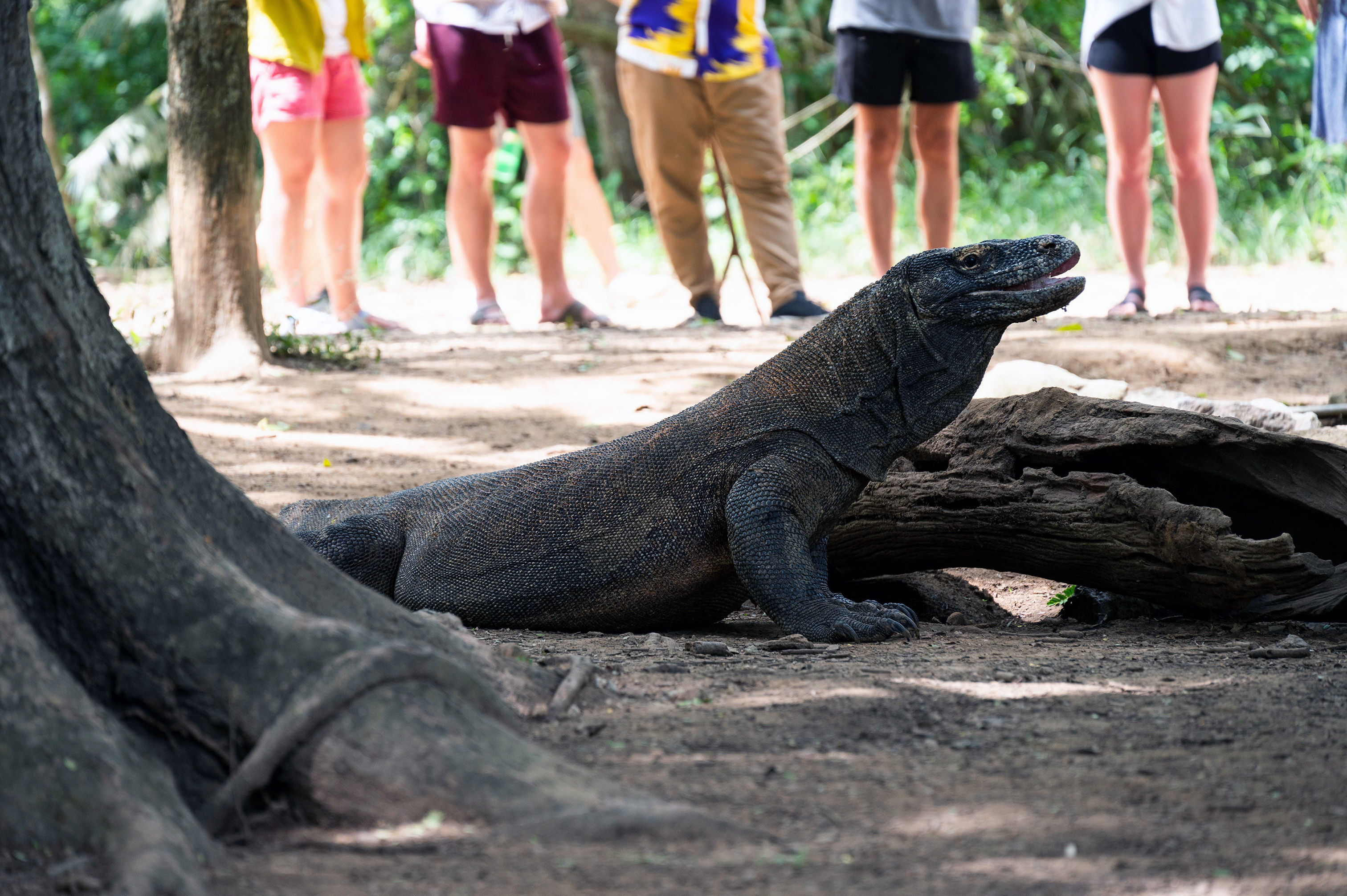 Tourists observing the Komodo Dragon 