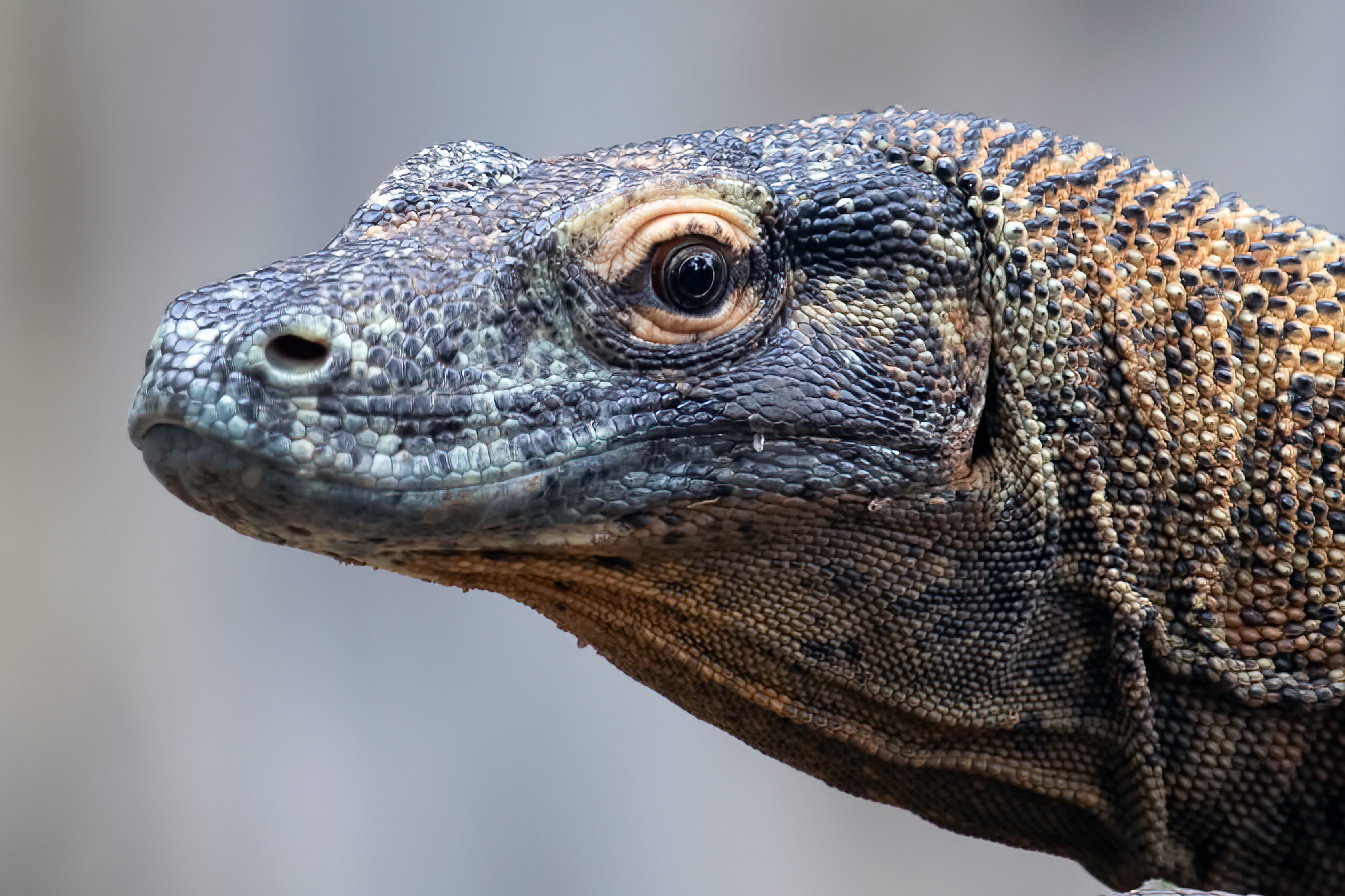 Komodo Dragon face