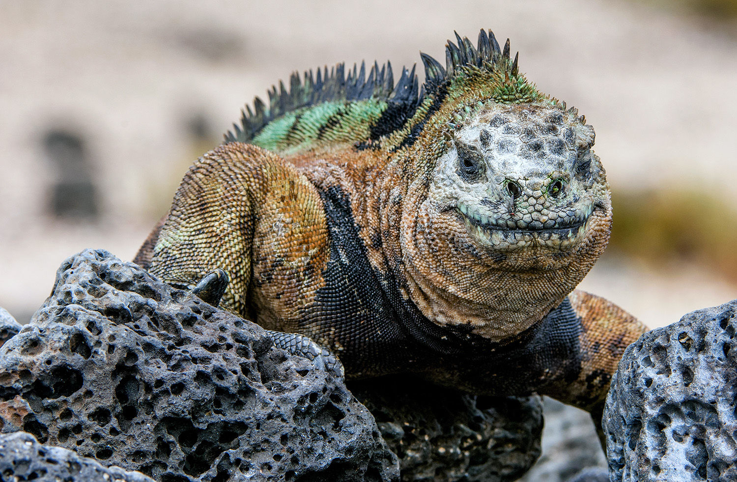 Marine Iguana