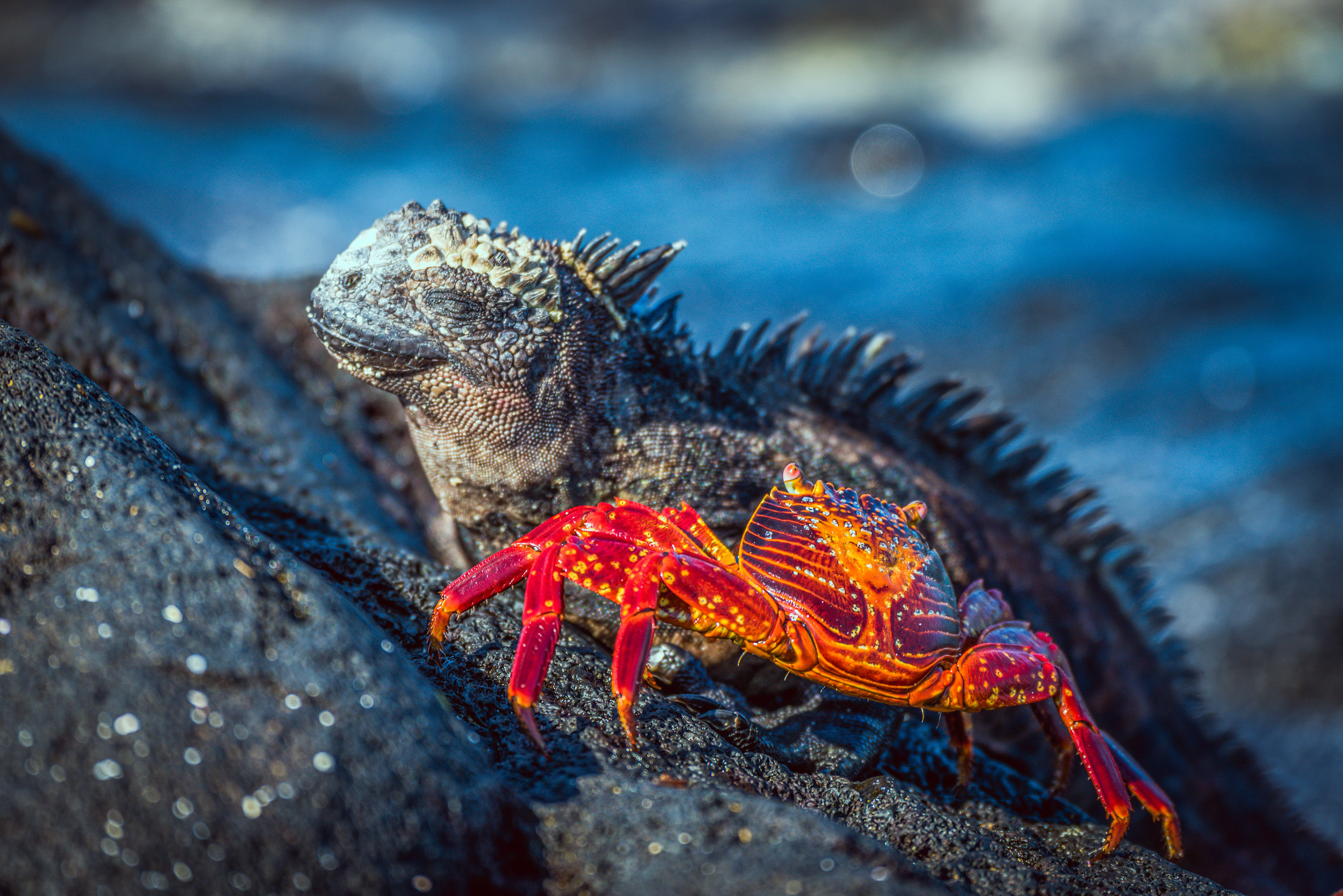 Marine iguana and crab