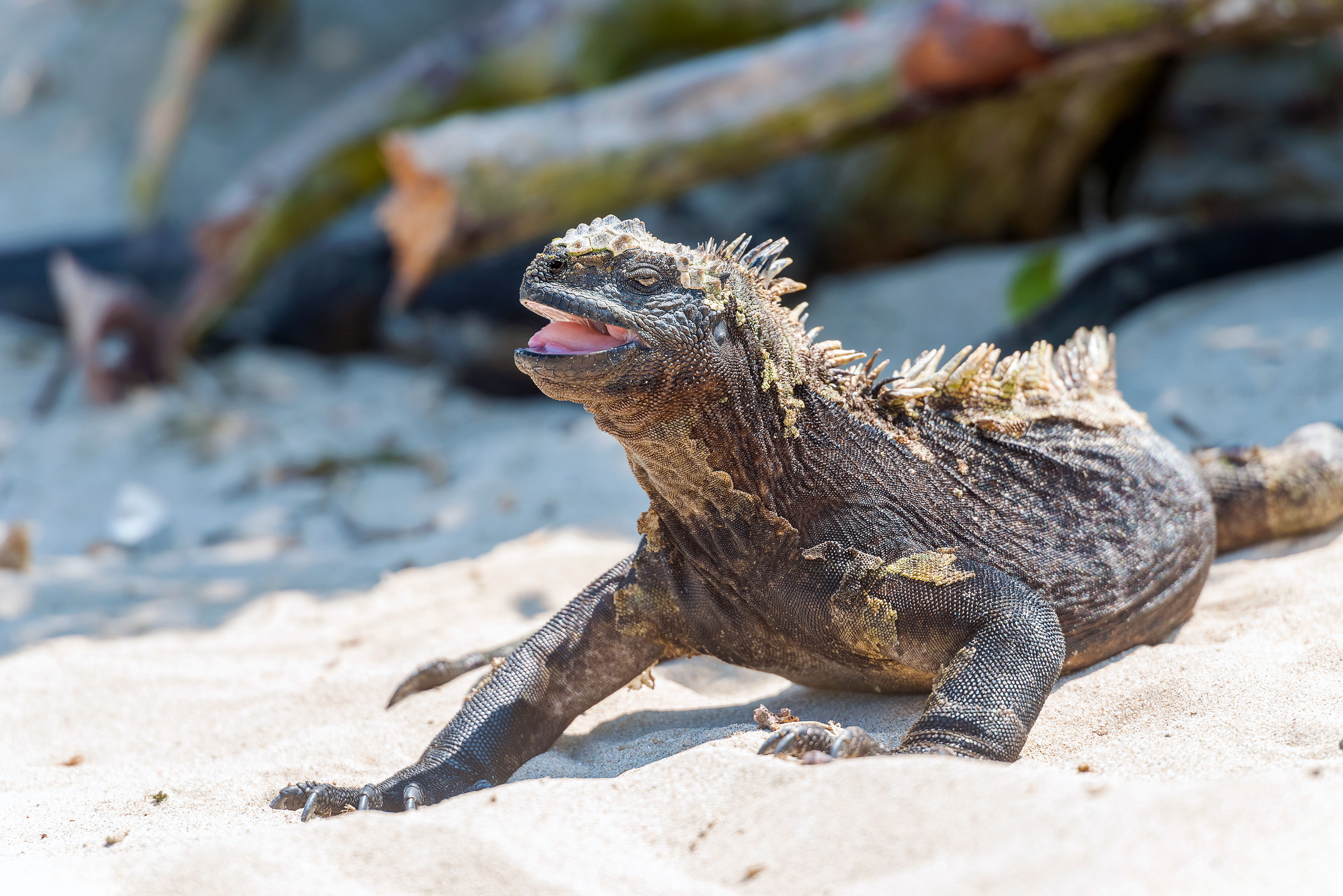Marine iguana