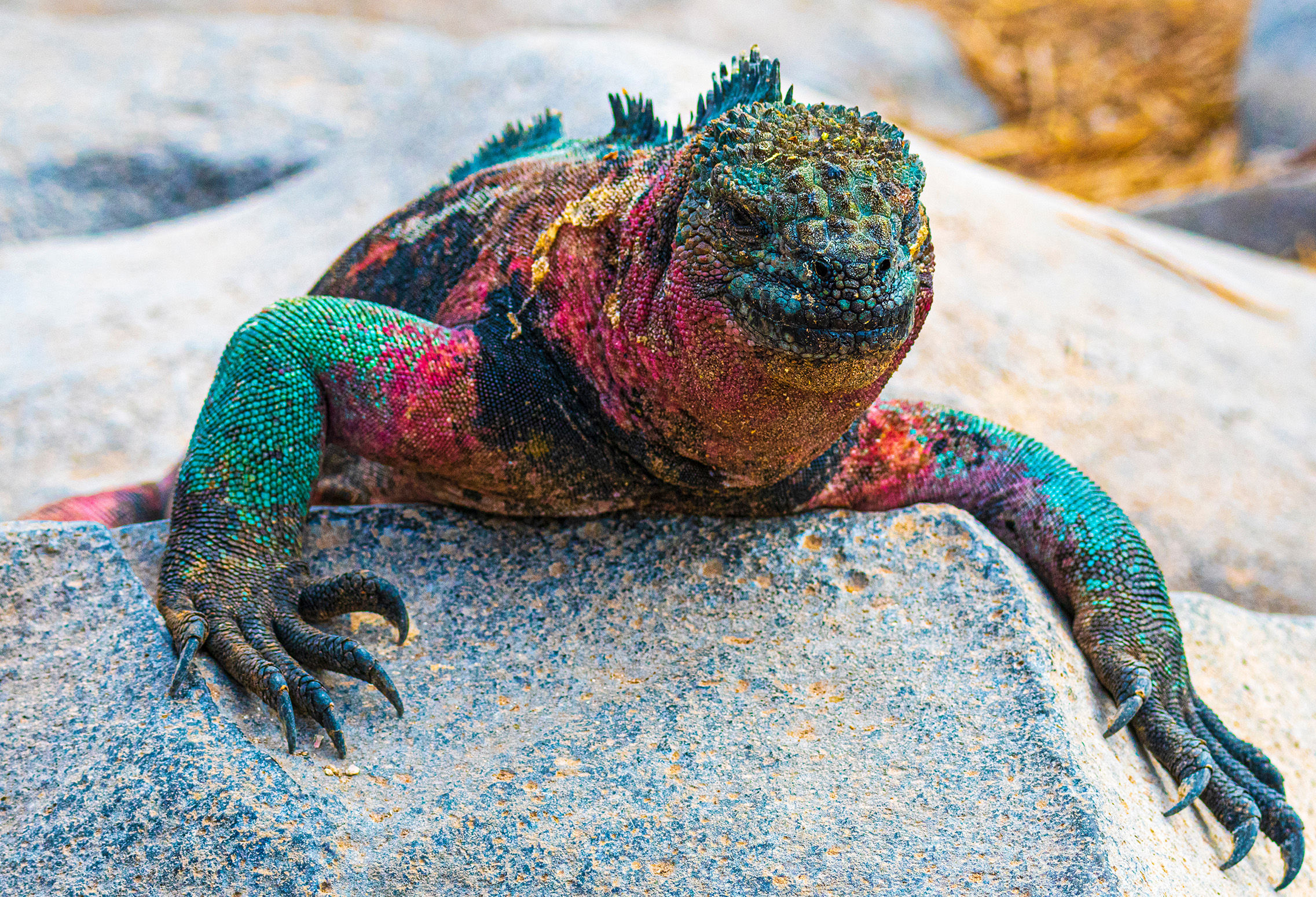 Marine iguana