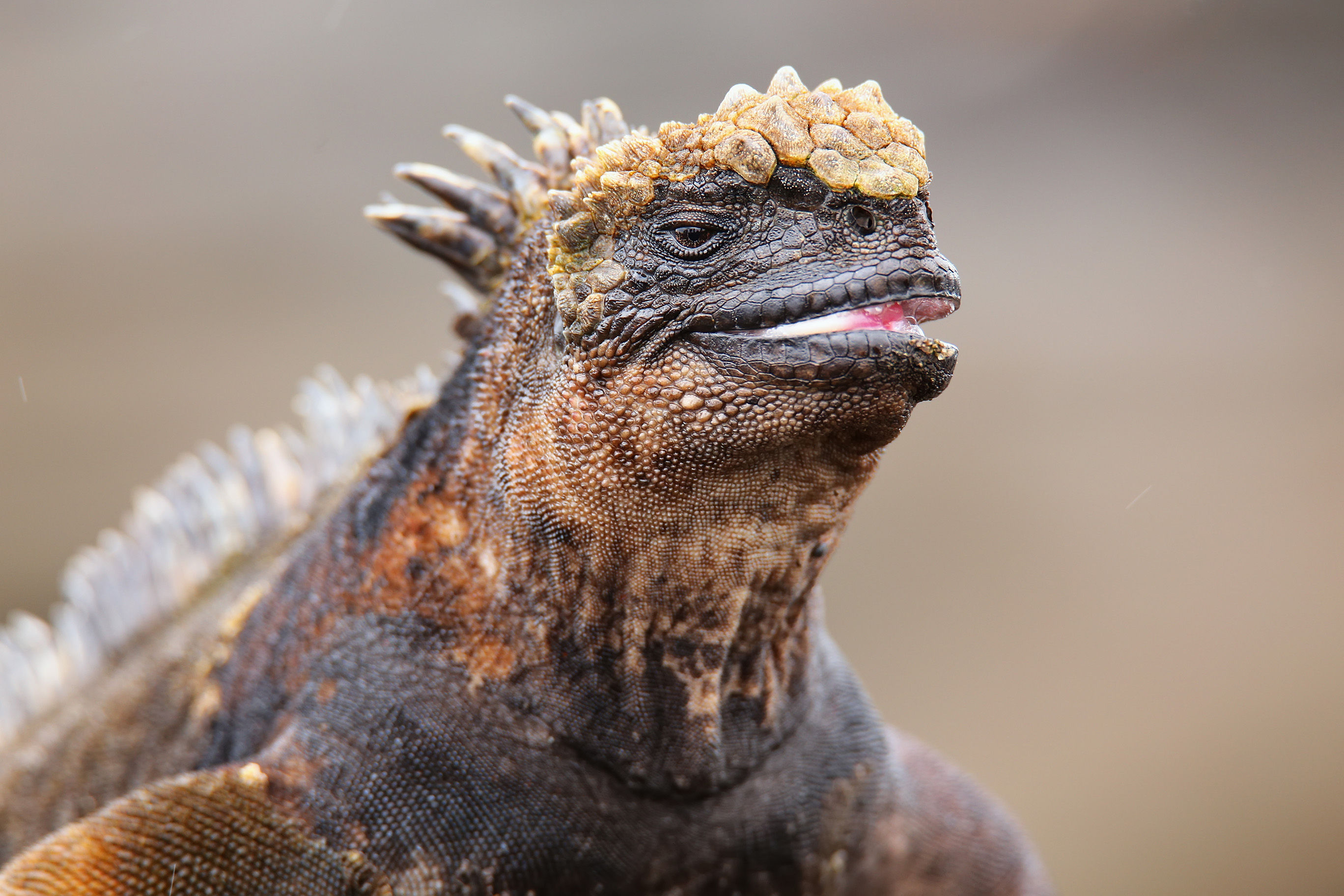 Marine iguana smiling for the photo