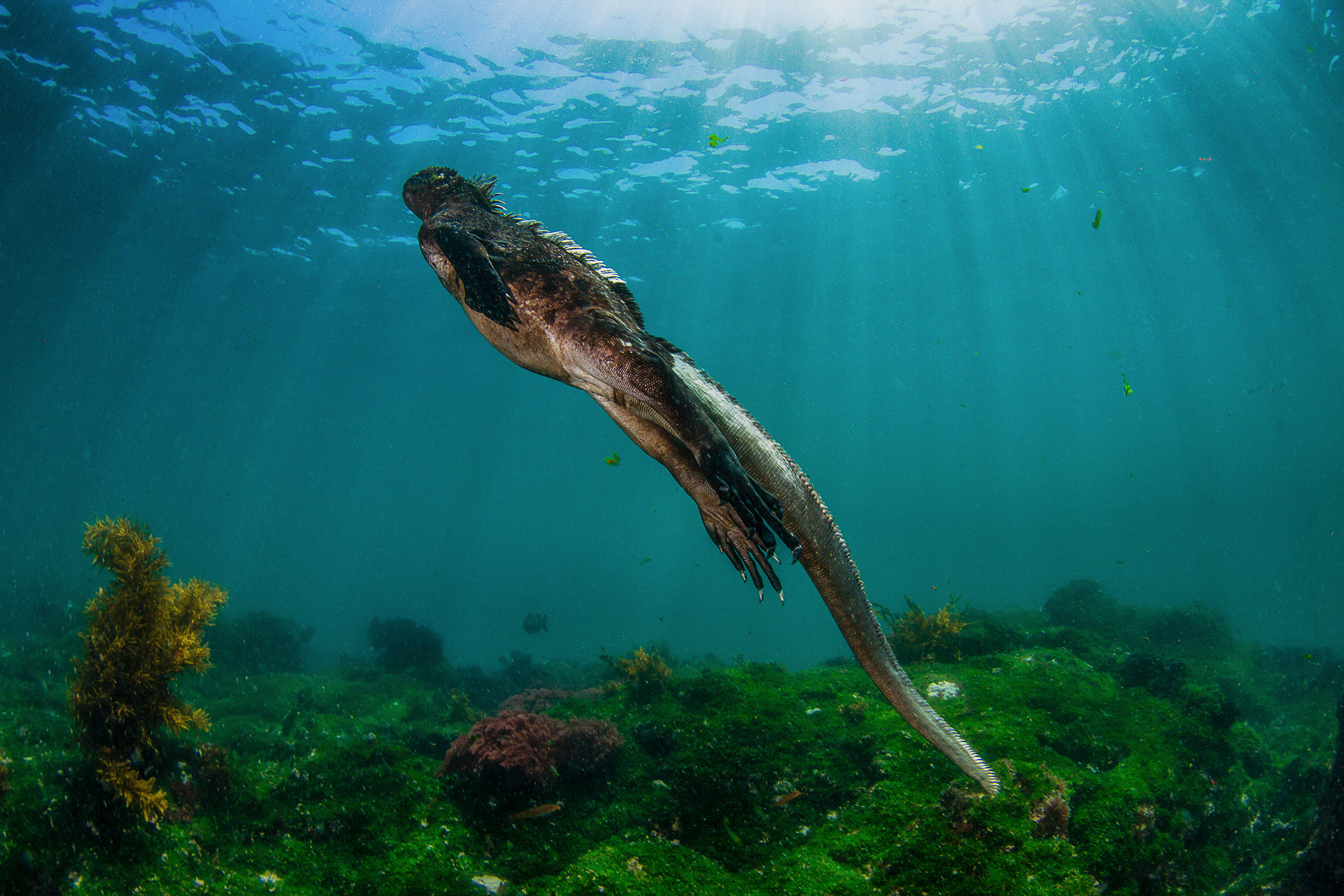 Marine iguana in the water
