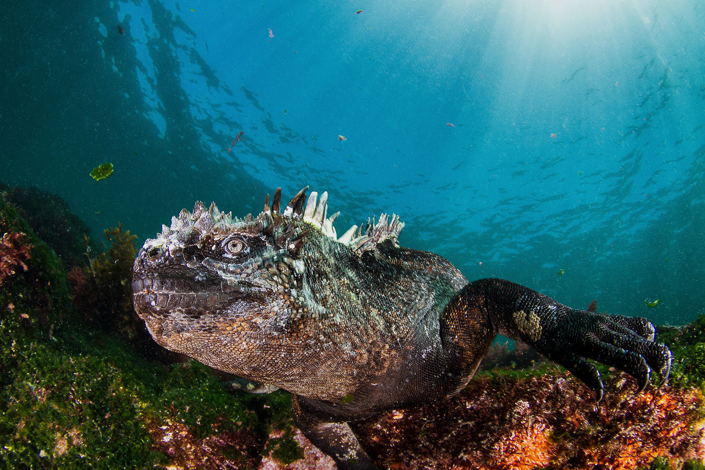Marine iguana underwater