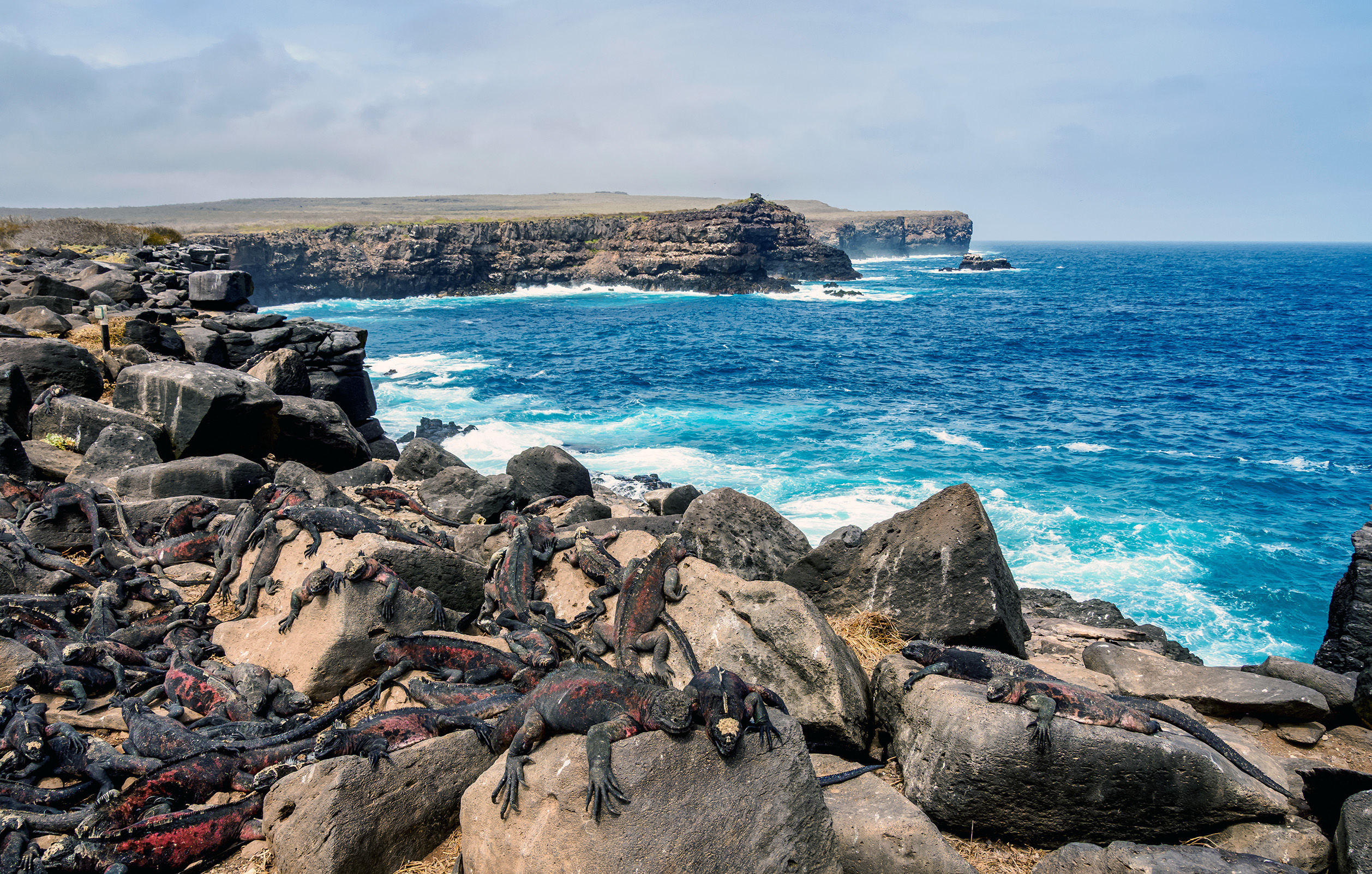 Colony of marine iguana in Española Island