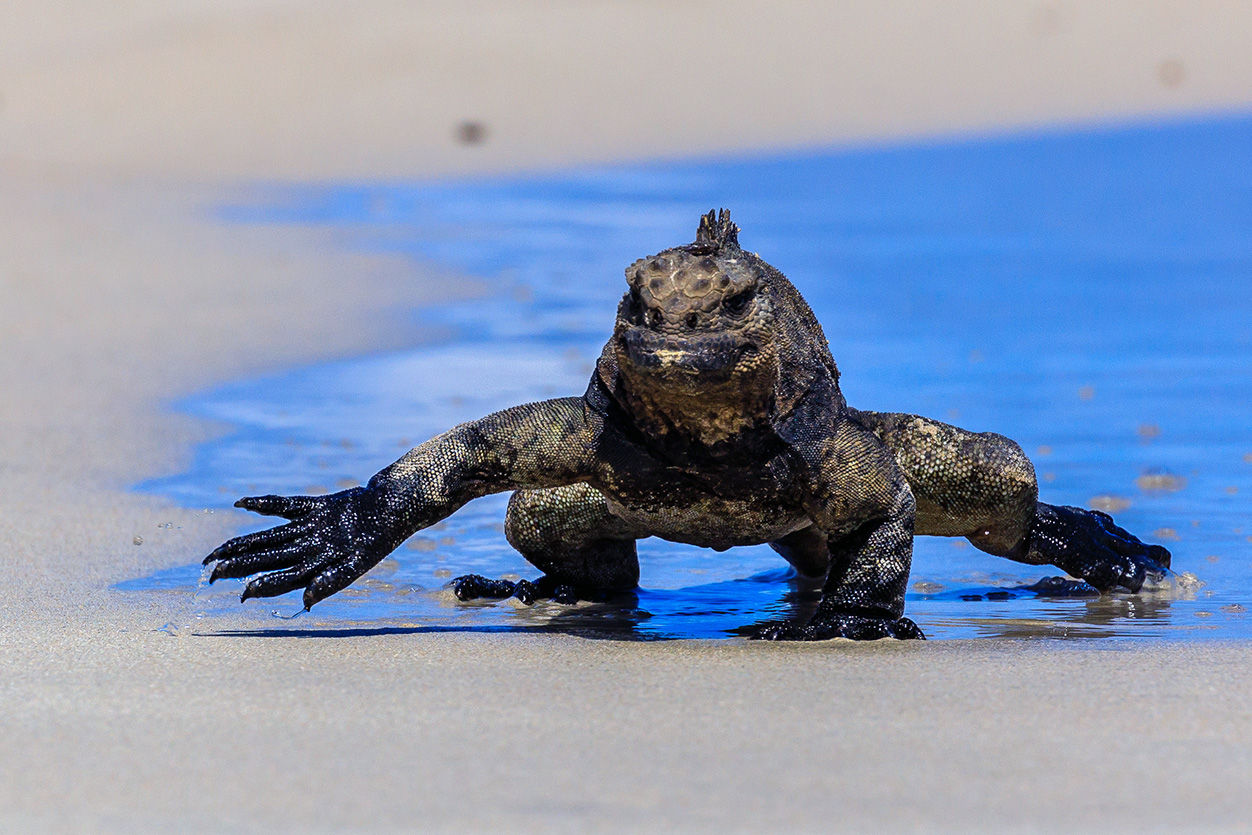 Marine iguana on the beach