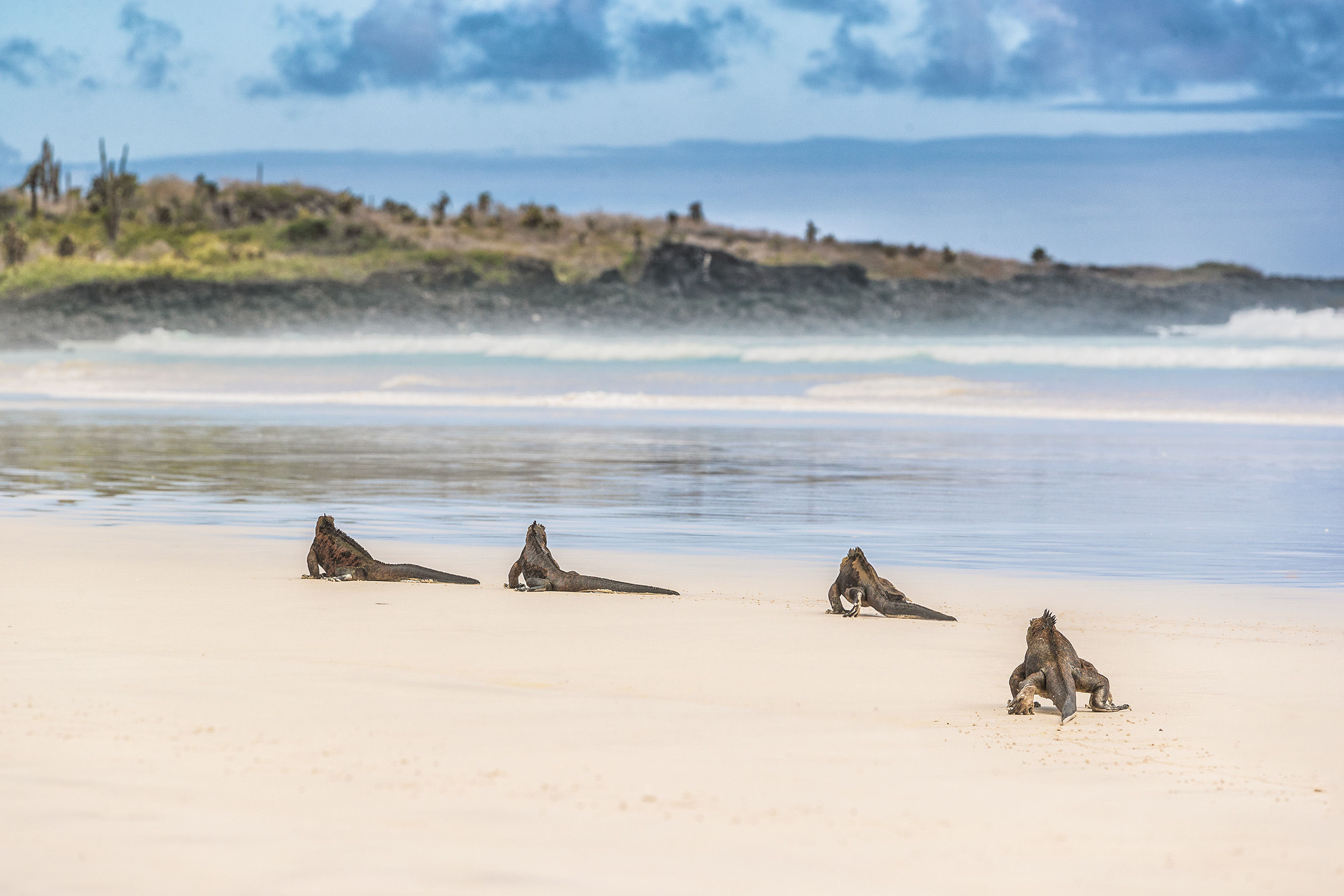 Marine iguanas on beach on Santa Cruz Island, Galapagos