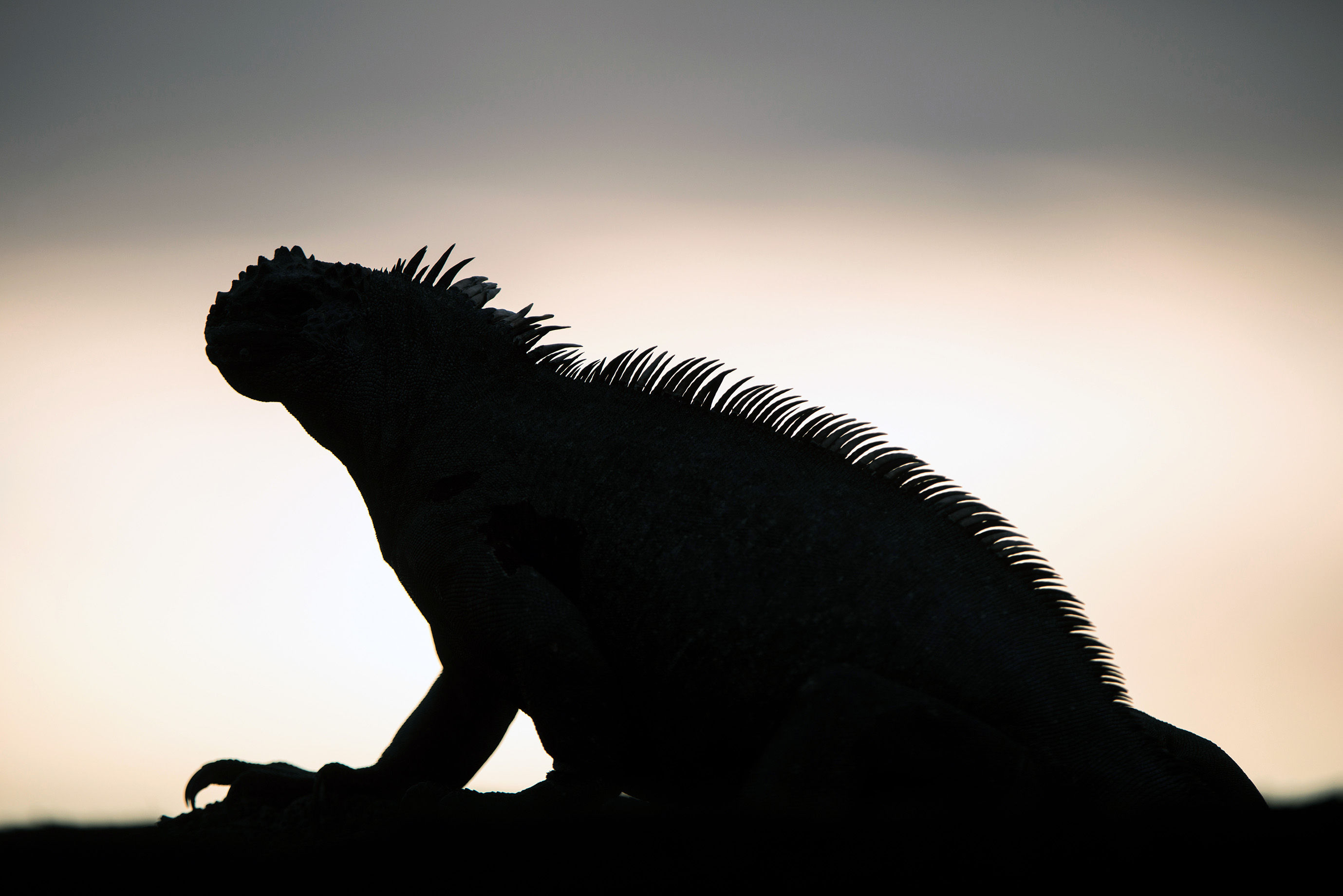 Marine iguana at sunset