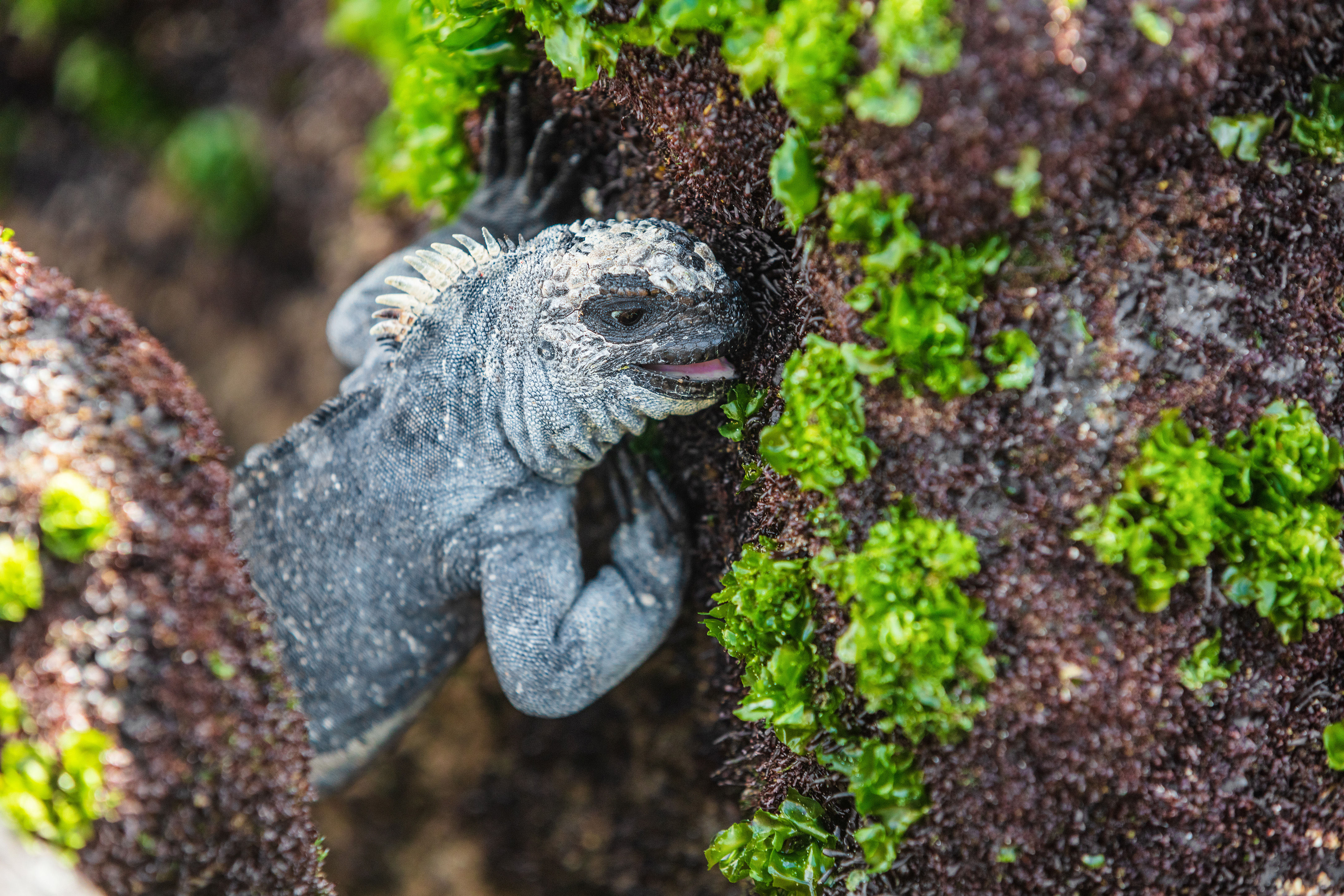 Iguana eating