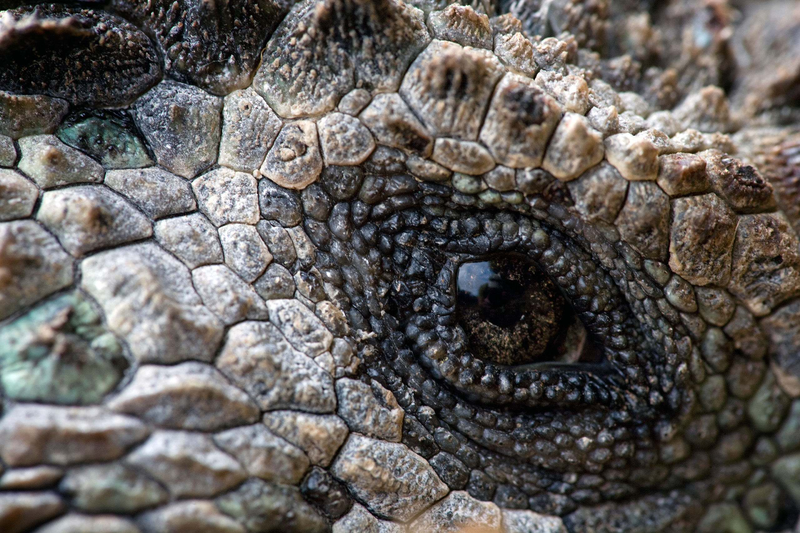 Close-up of the eye of a marina iguana