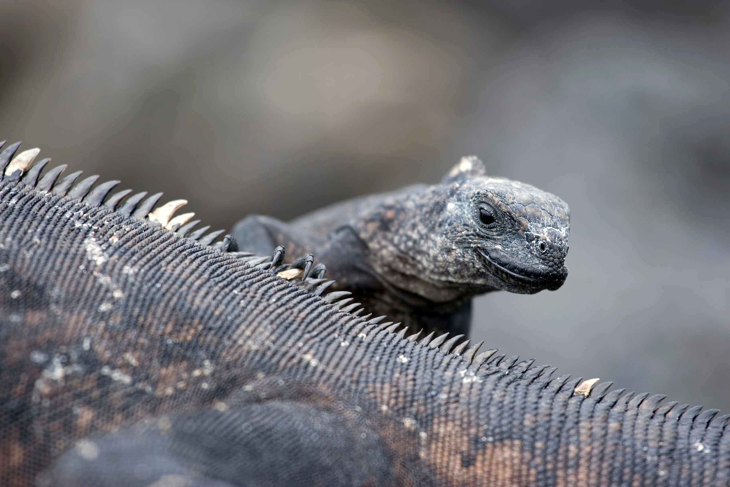 Baby marine iguana