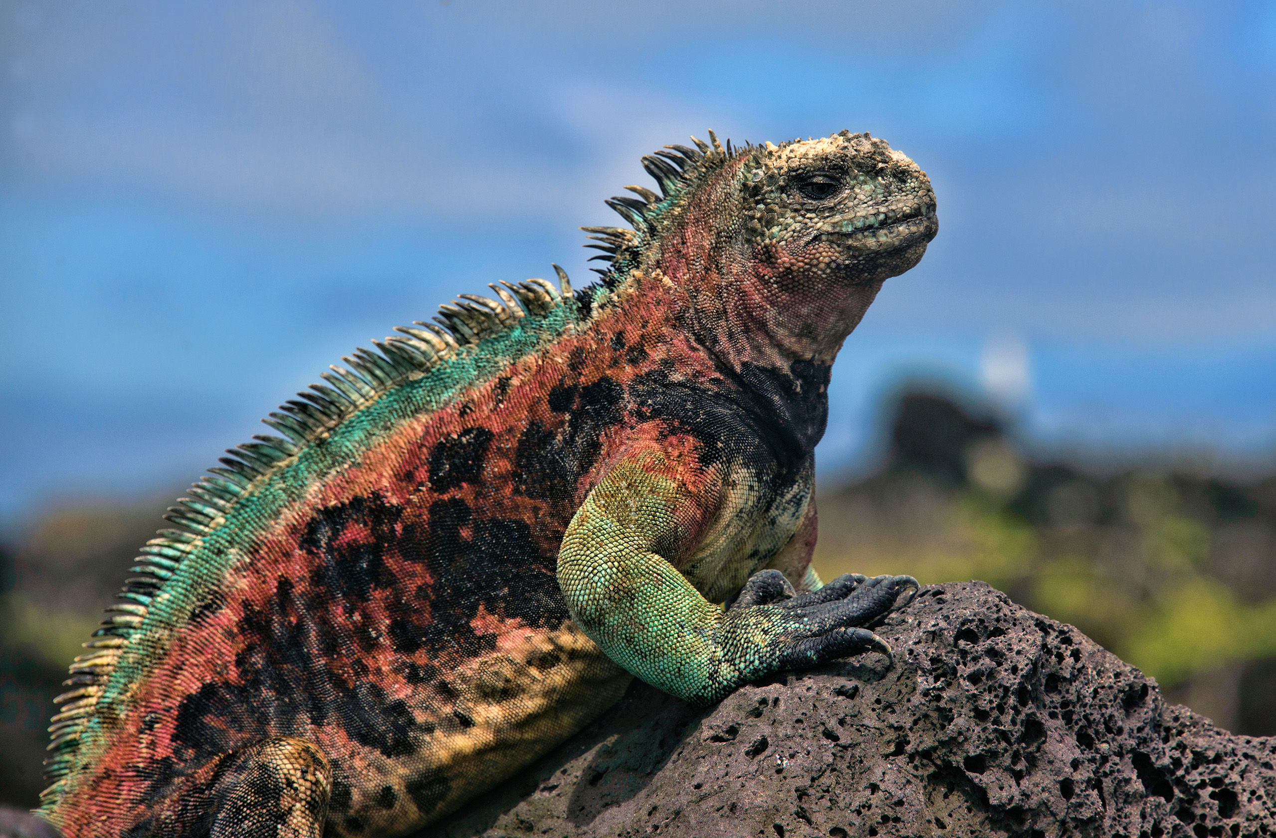 Marine Iguana