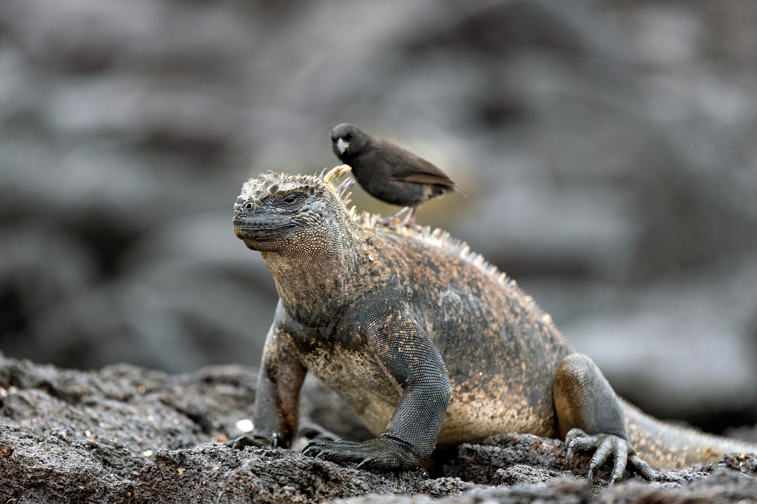 Marine iguana