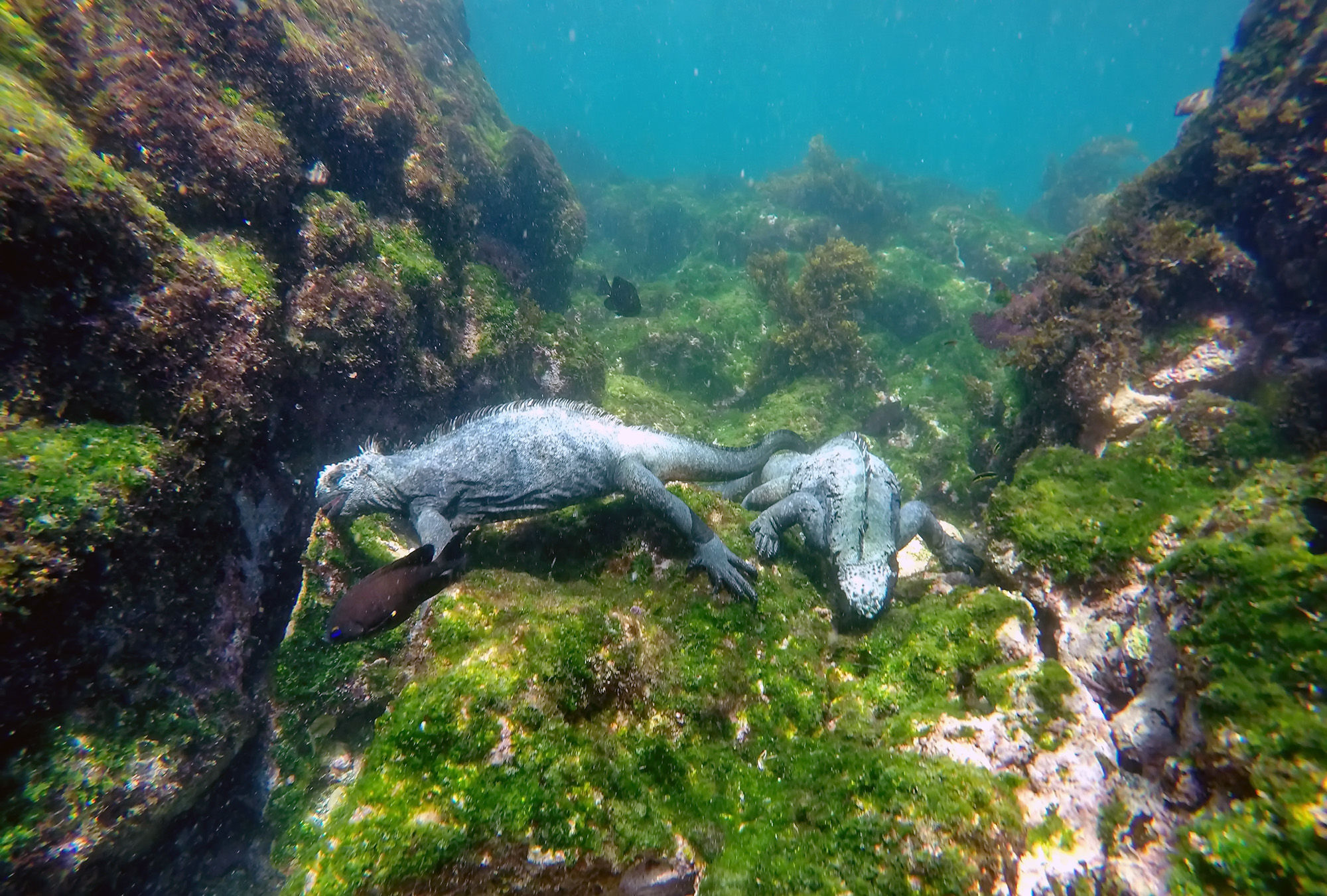 Marine iguana eating algae