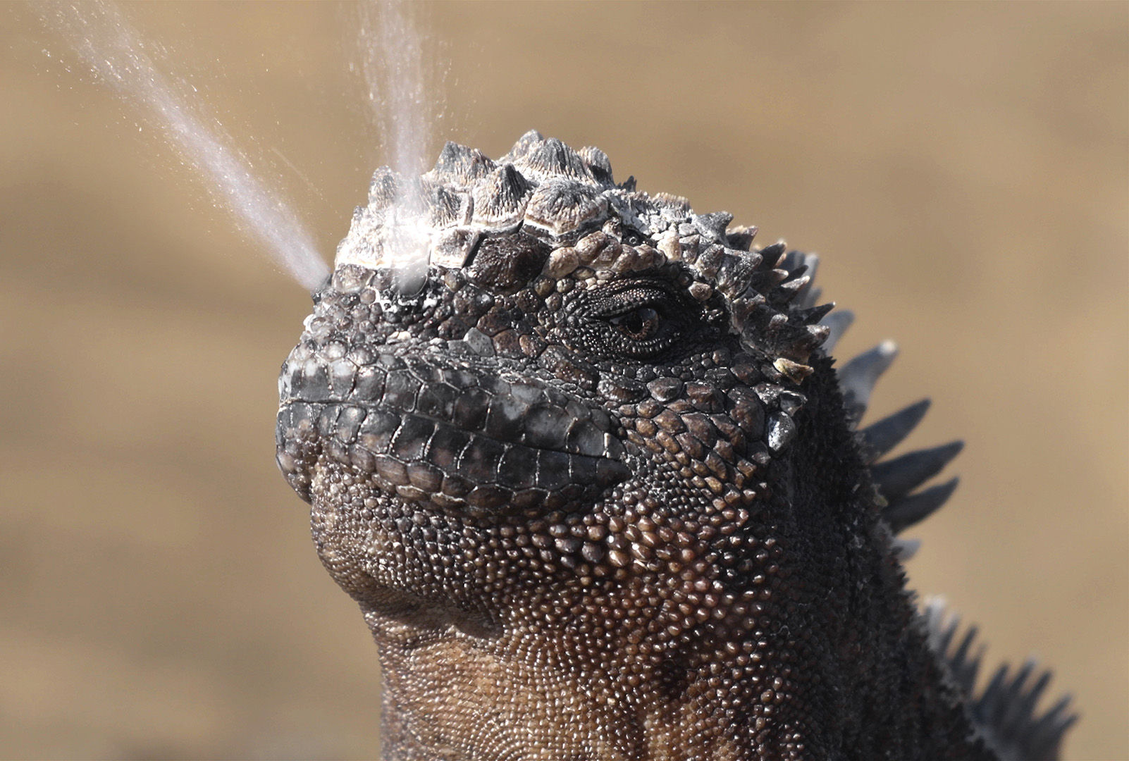 Galapagos Marine Iguana Sneezing excreting salt by nose