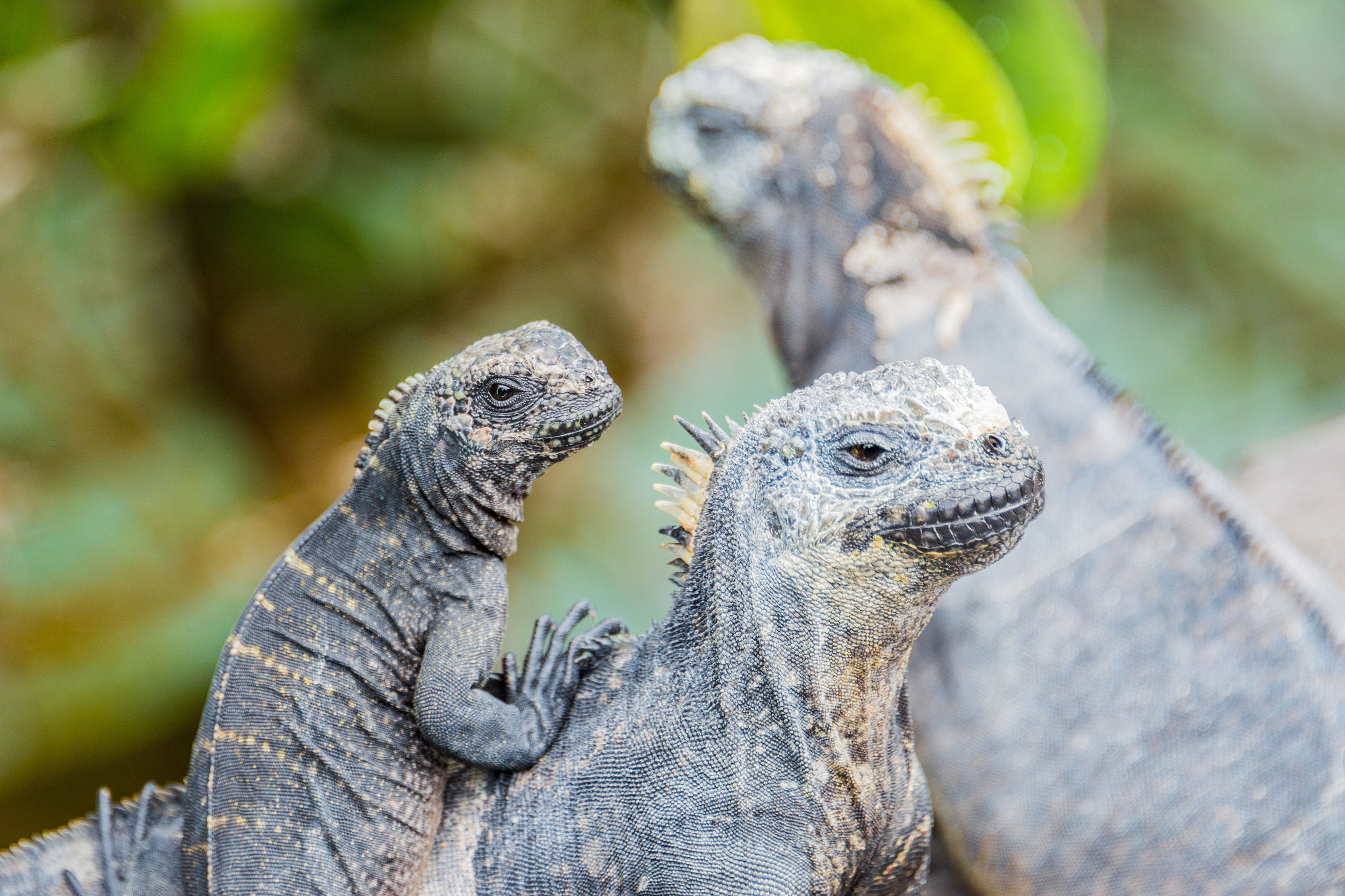 Marine iguana family