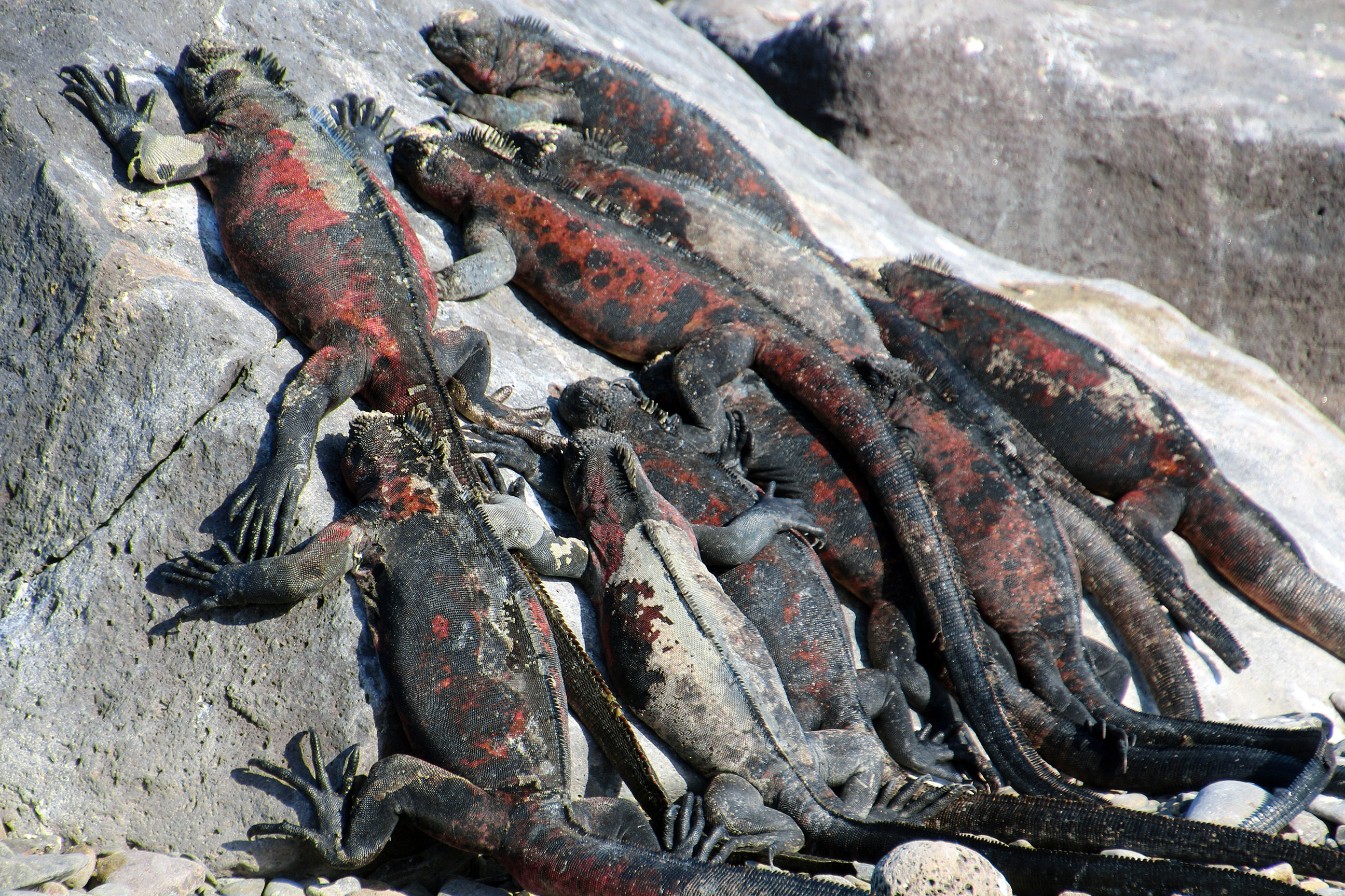 Marine iguana sunbathing