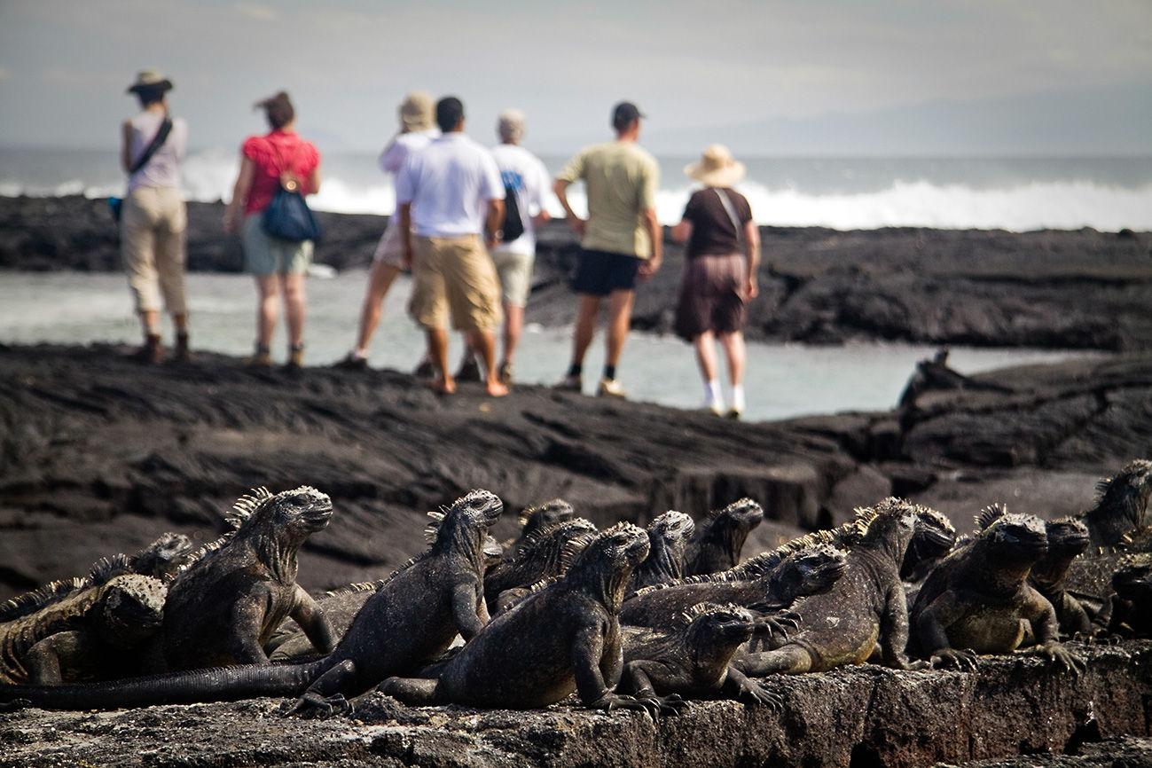 Marine iguana and adventure cruisers in the background