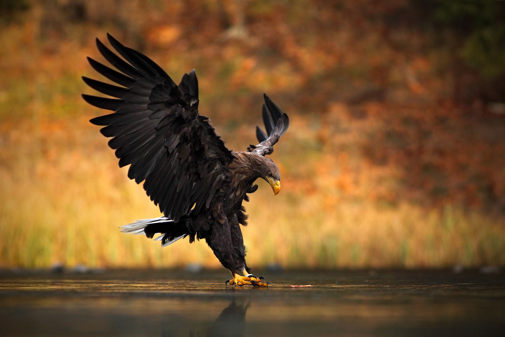 White-tailed Eagle hunting in the water