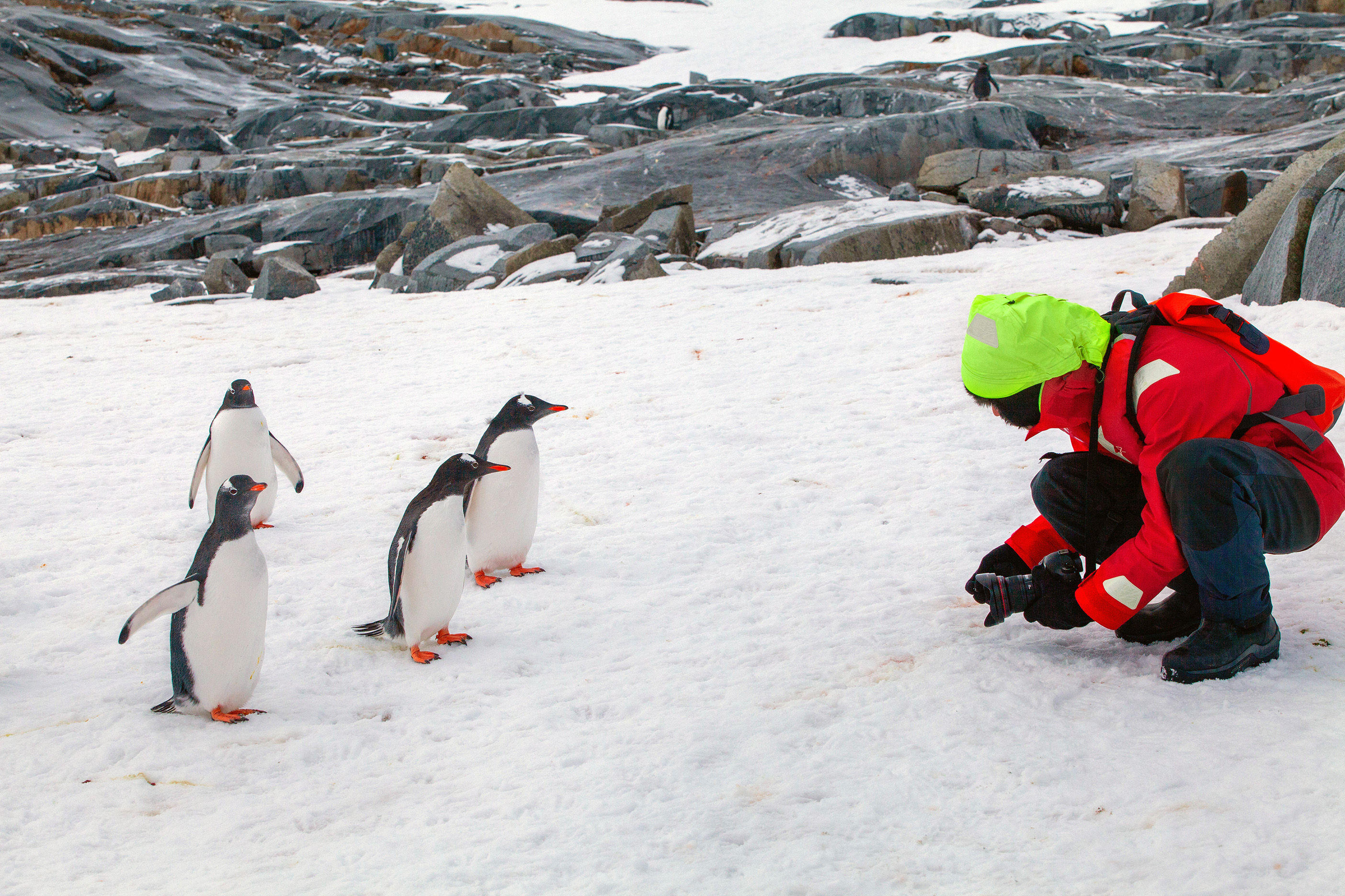 Photographing a group of curious penguins in Antarctica