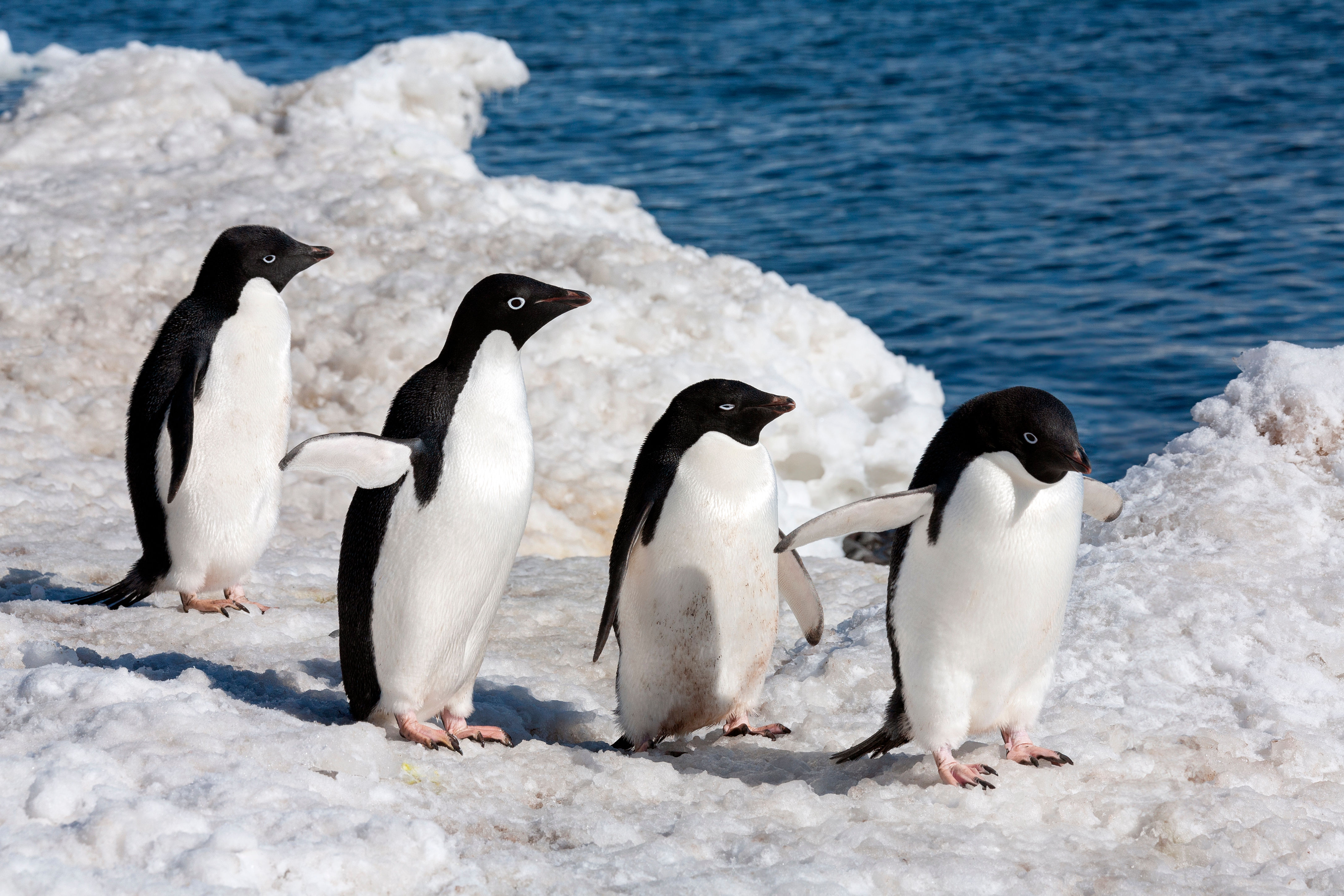 Ad&eacute;lie Penguins