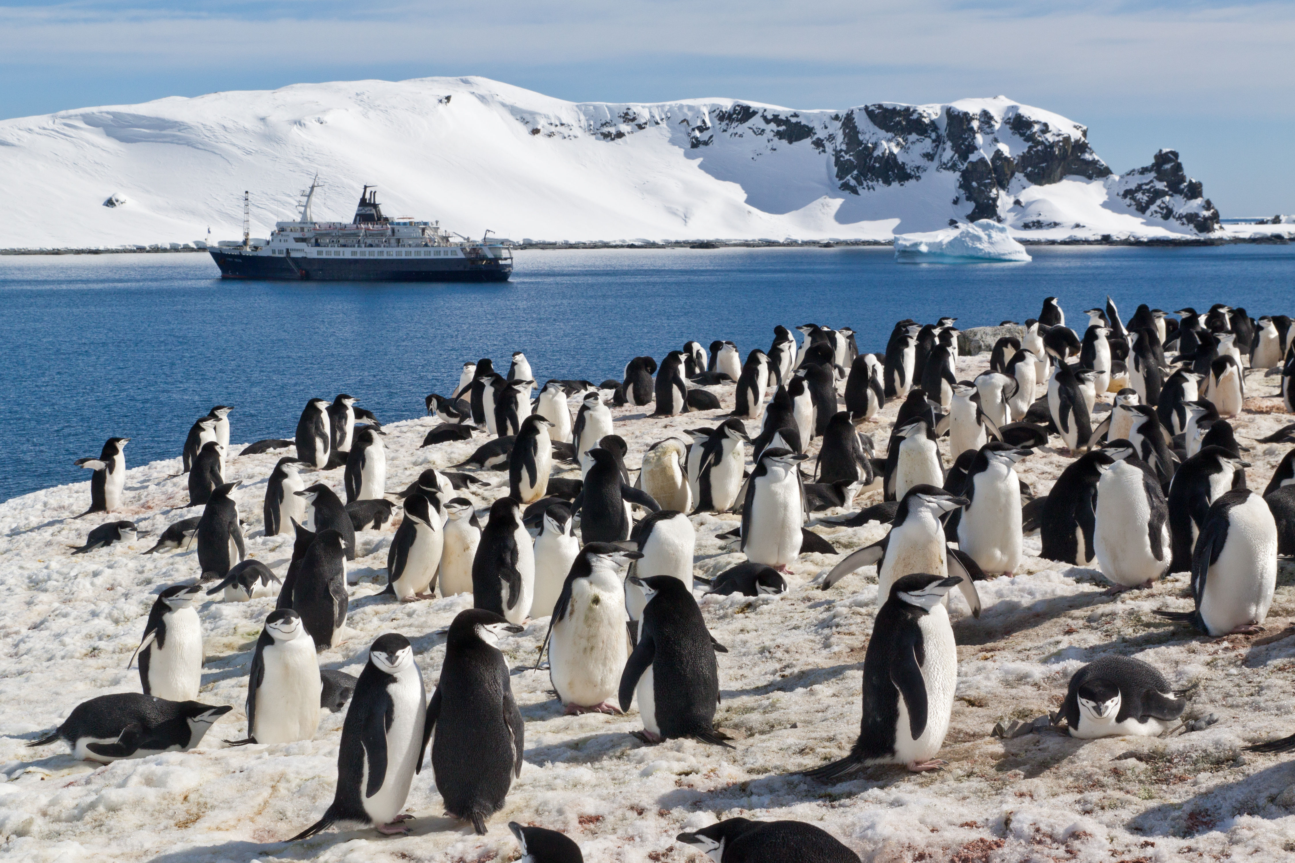 Colony of chinstrap penguins on Half Moon Islands, South Shetland Islands