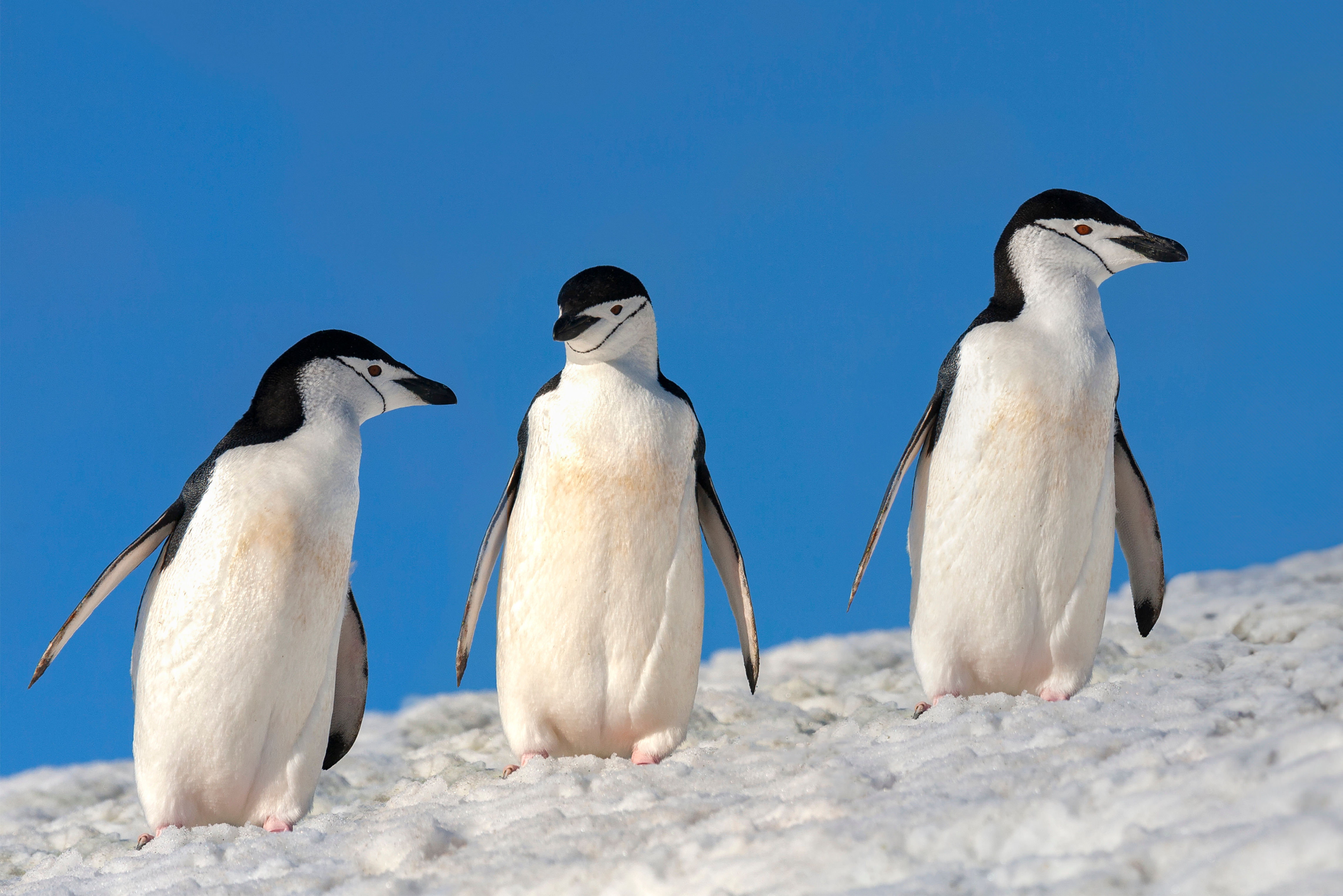 Chinstrap Penguins