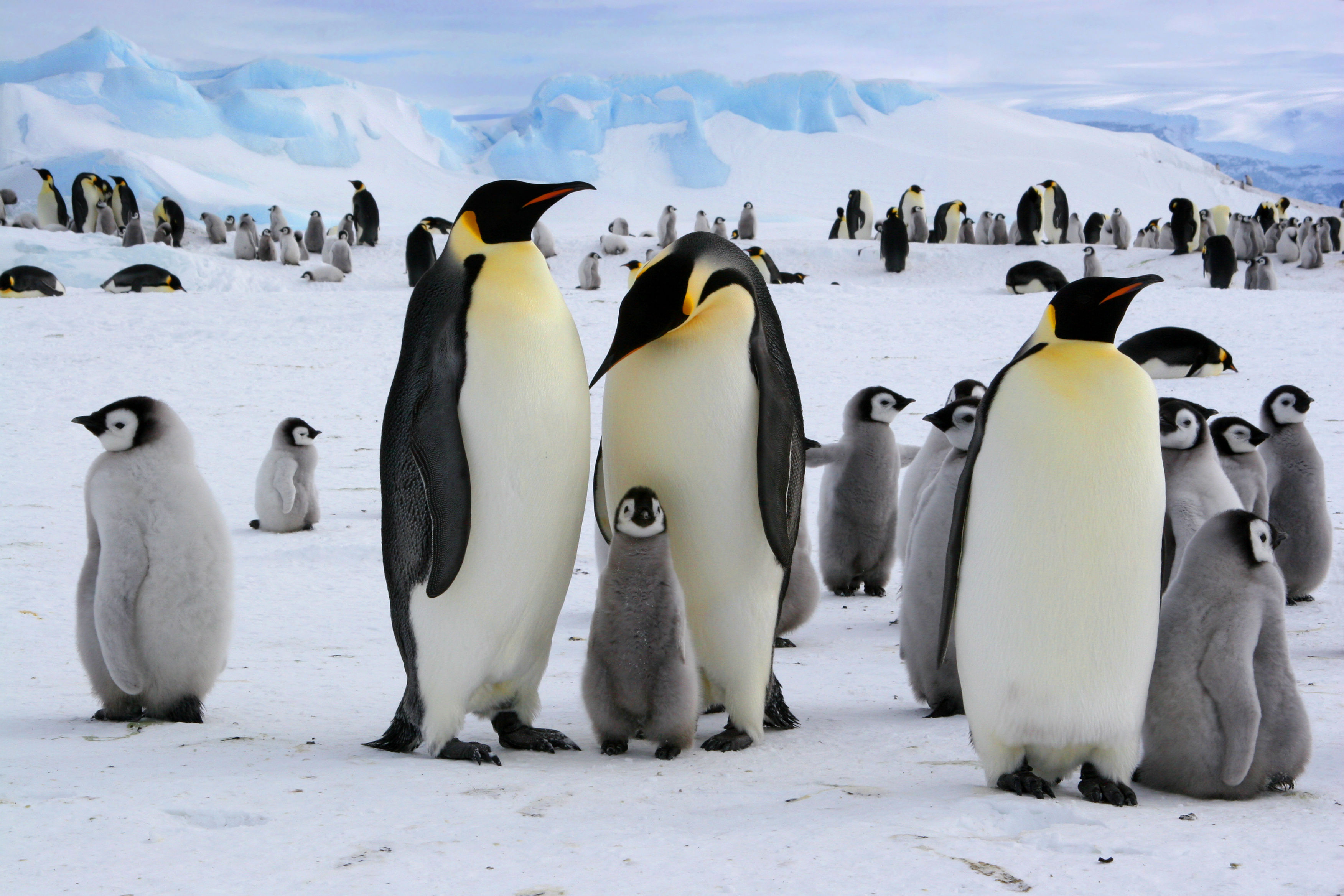 Emperor Penguins
