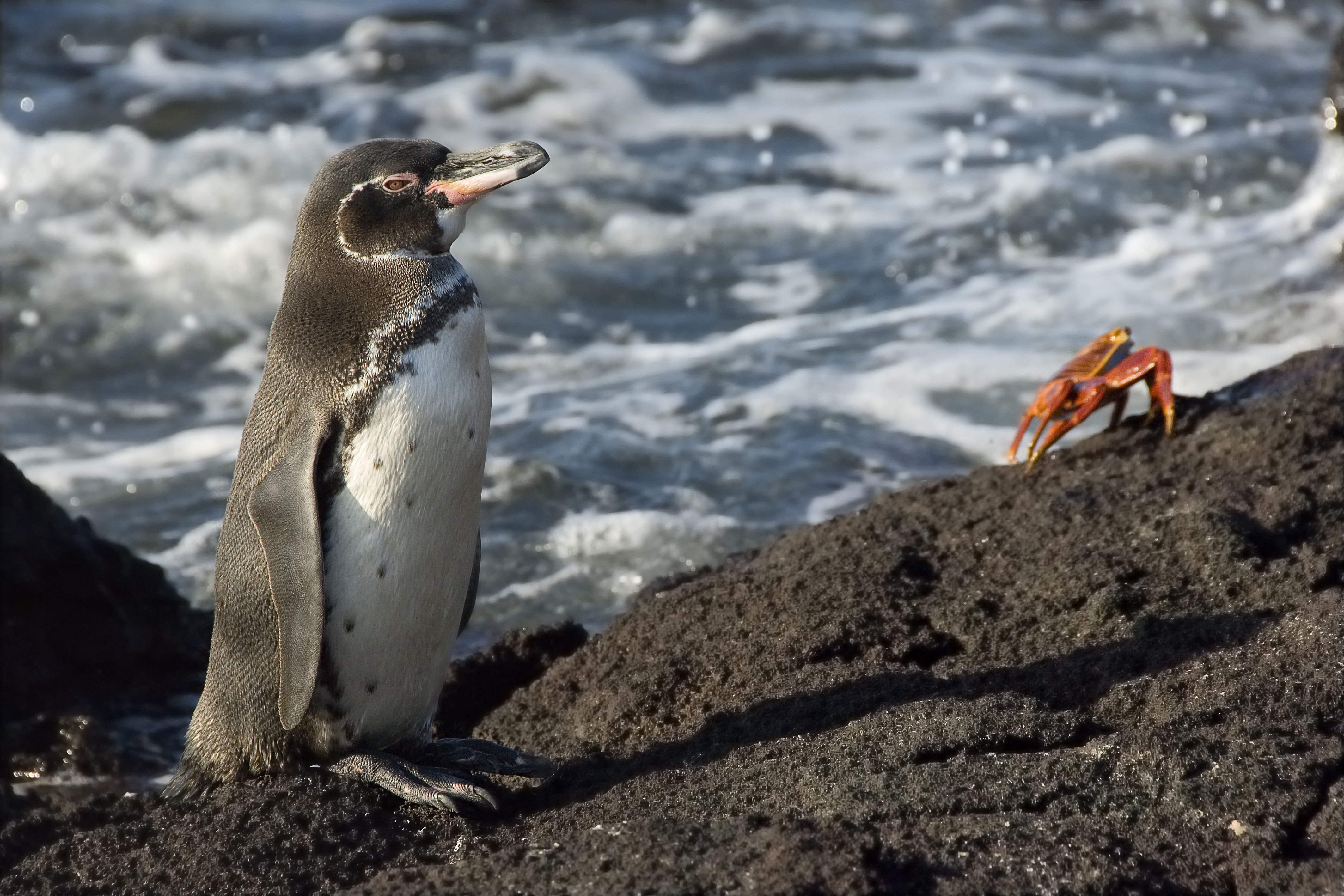 Galapagos Penguin, Santiago Island