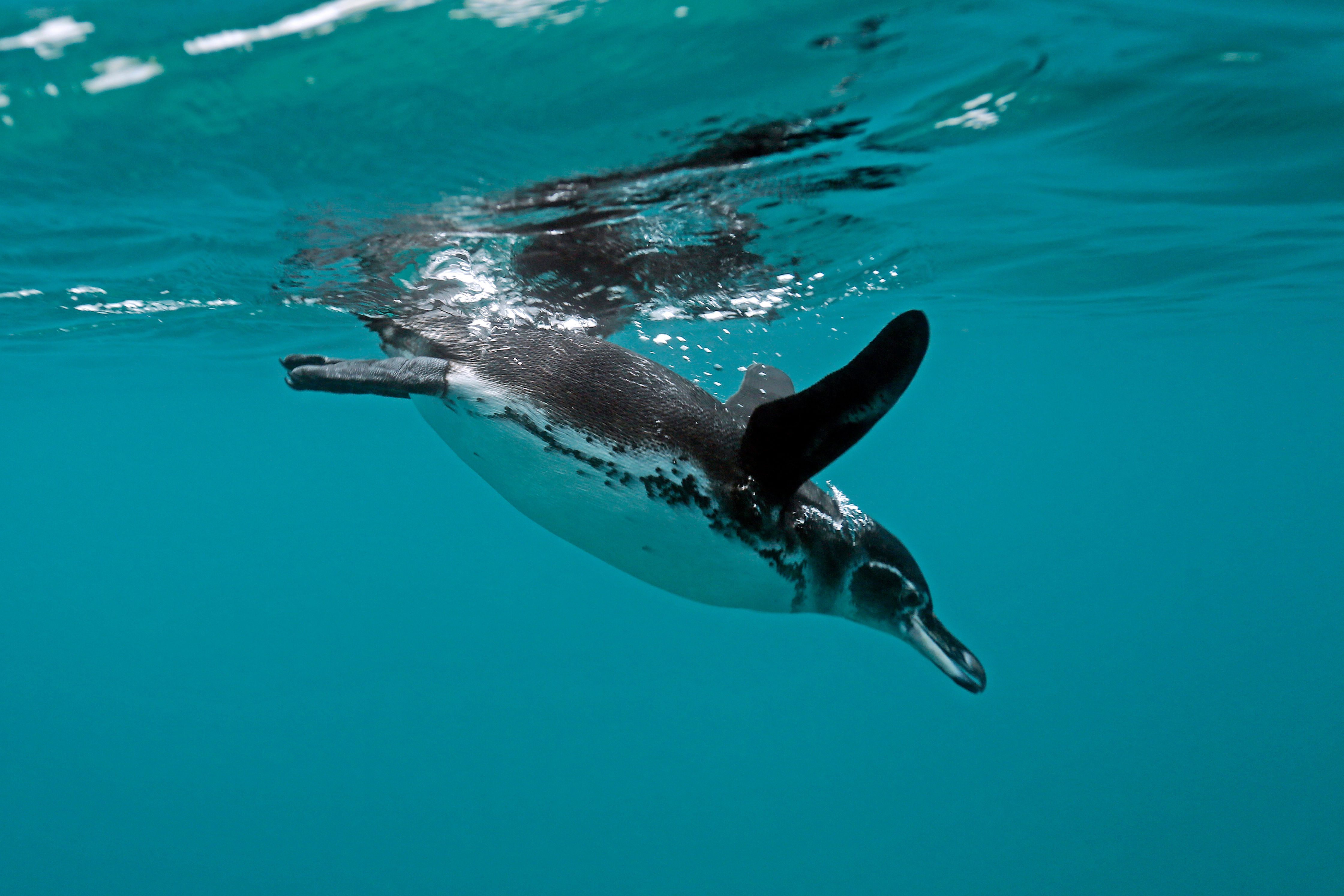 Galapagos Penguin diving