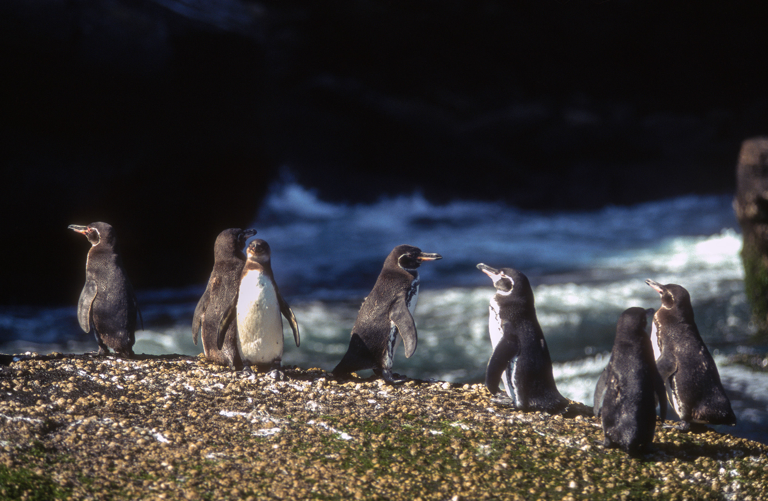 Galapagos Penguins