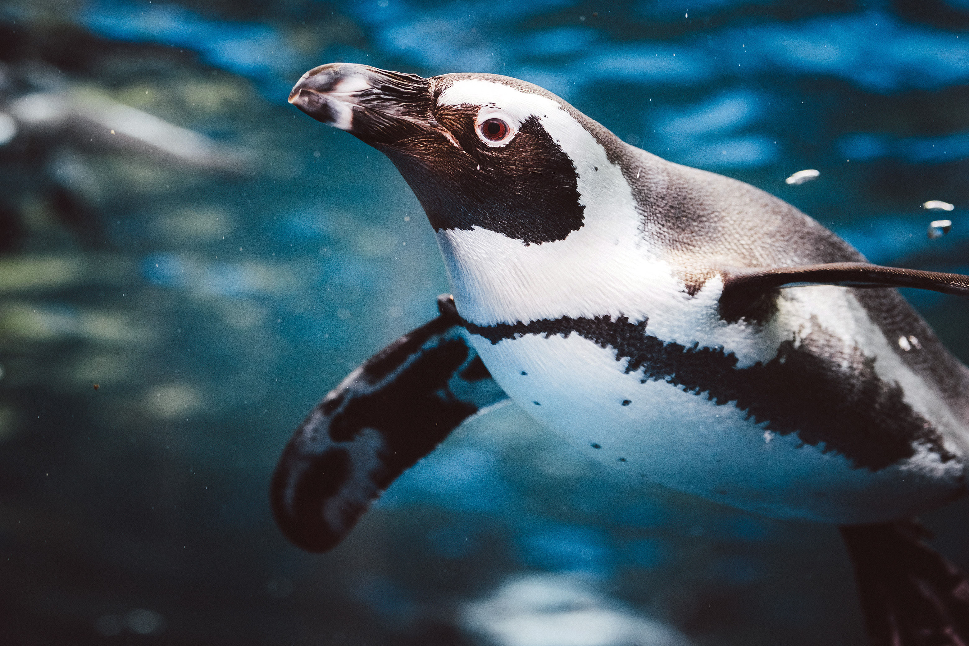Galapagos Penguin
