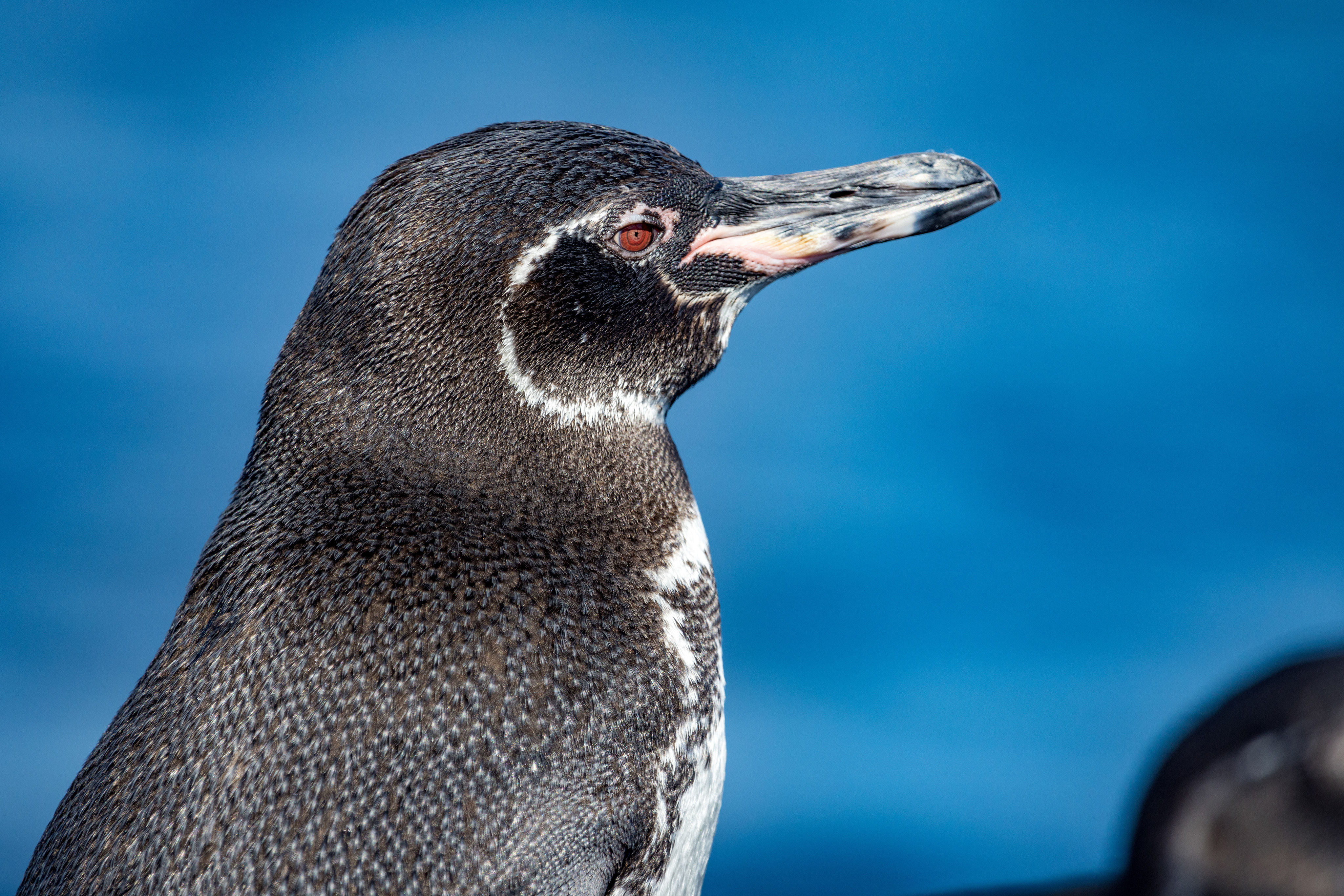 Galapgos Penguin close-up