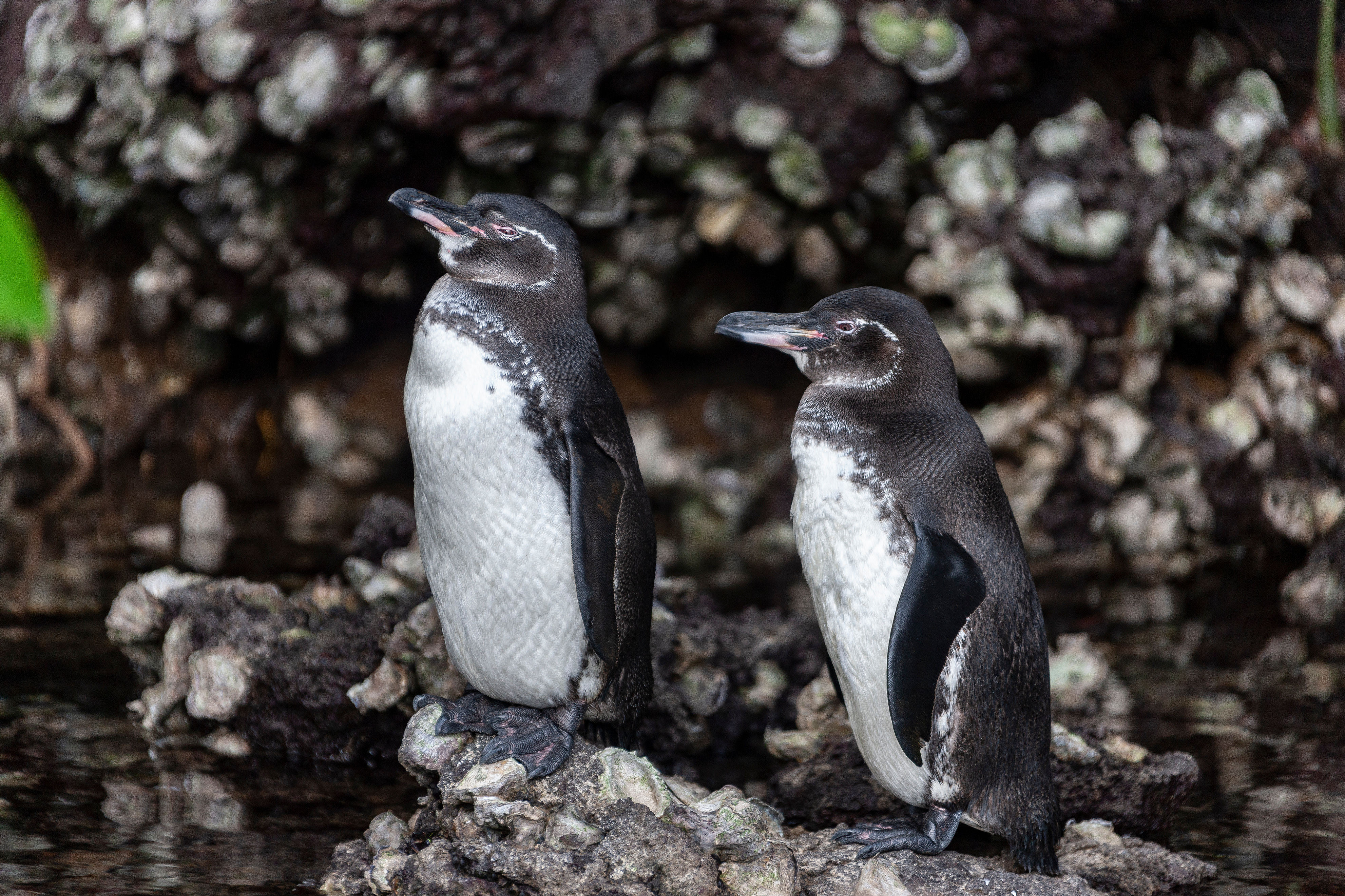 Galapagos Penguins