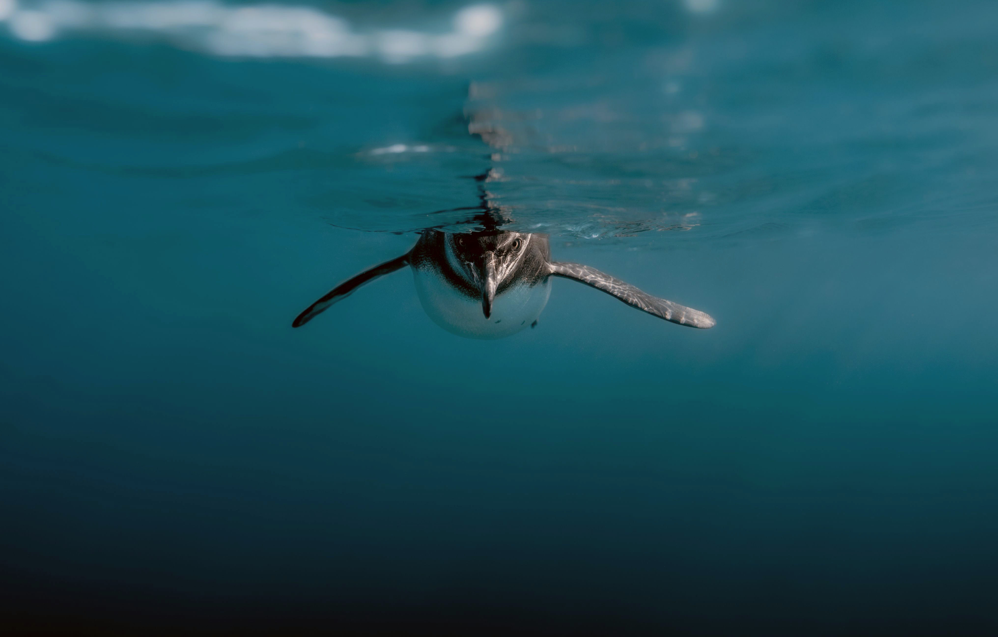 Galapagos penguin in the water