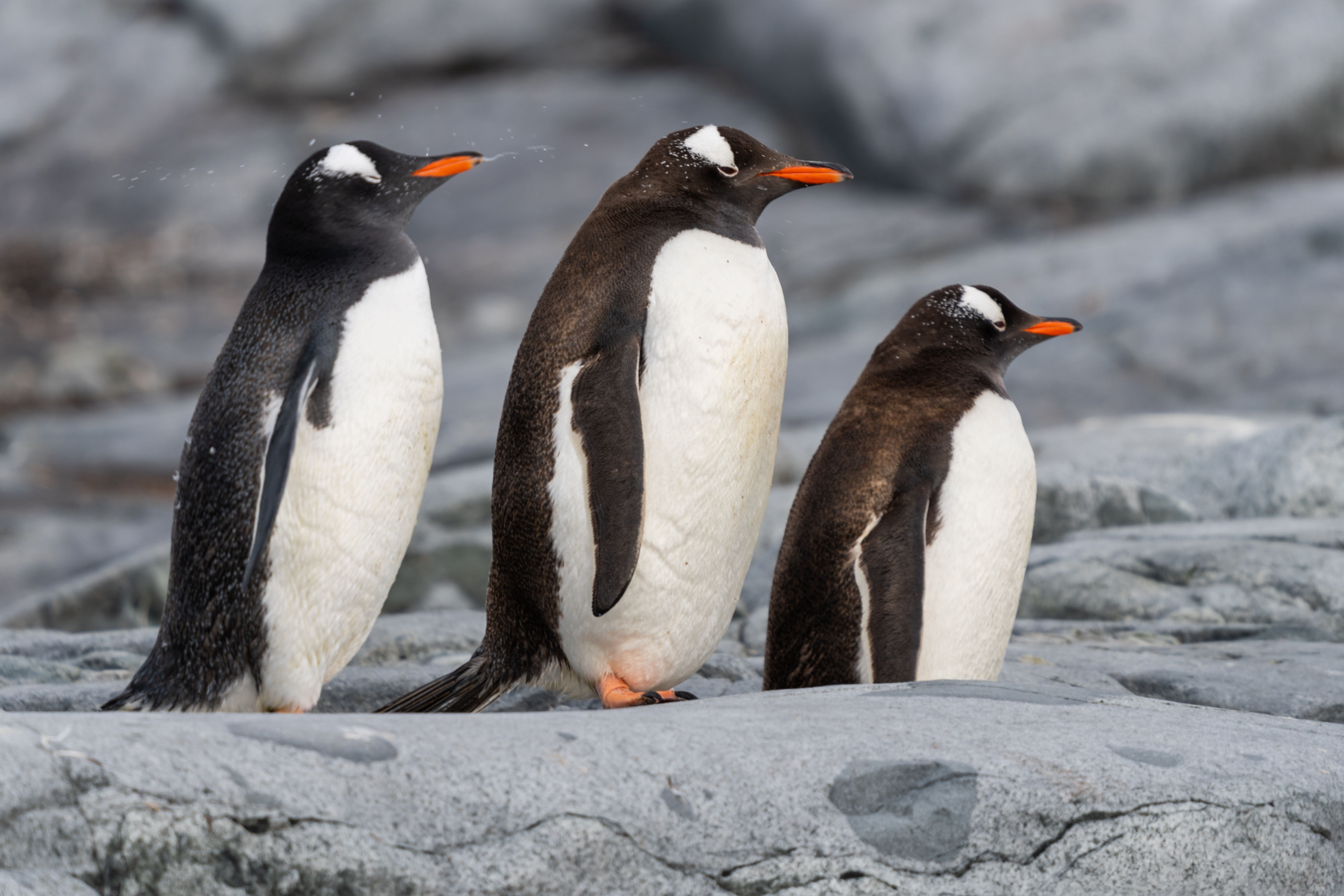Gentoo Penguins