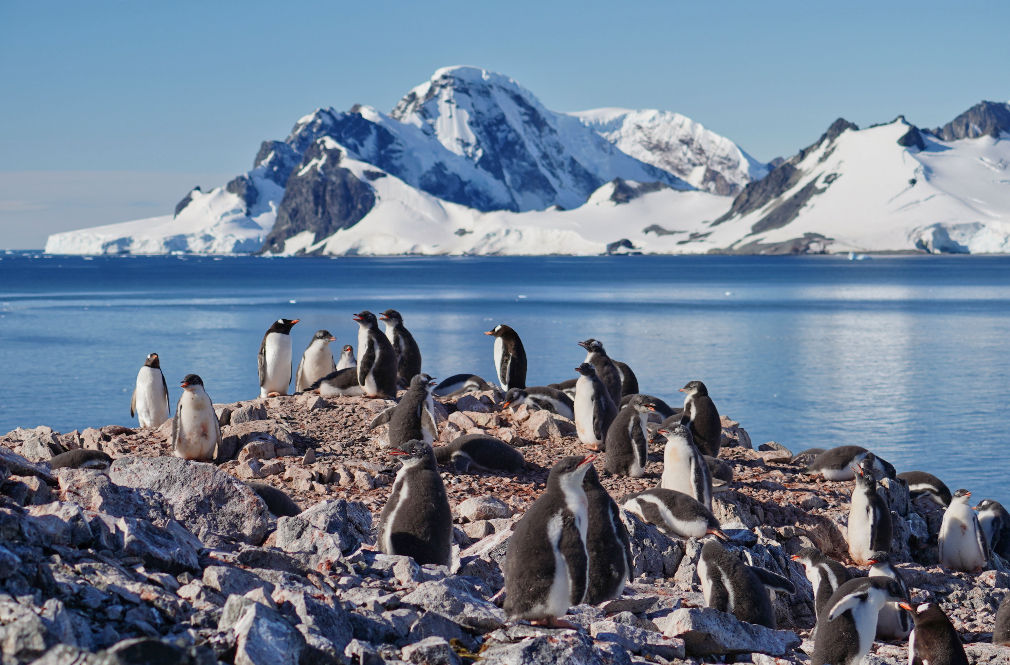 Gentoo Penguins, Antarctica
