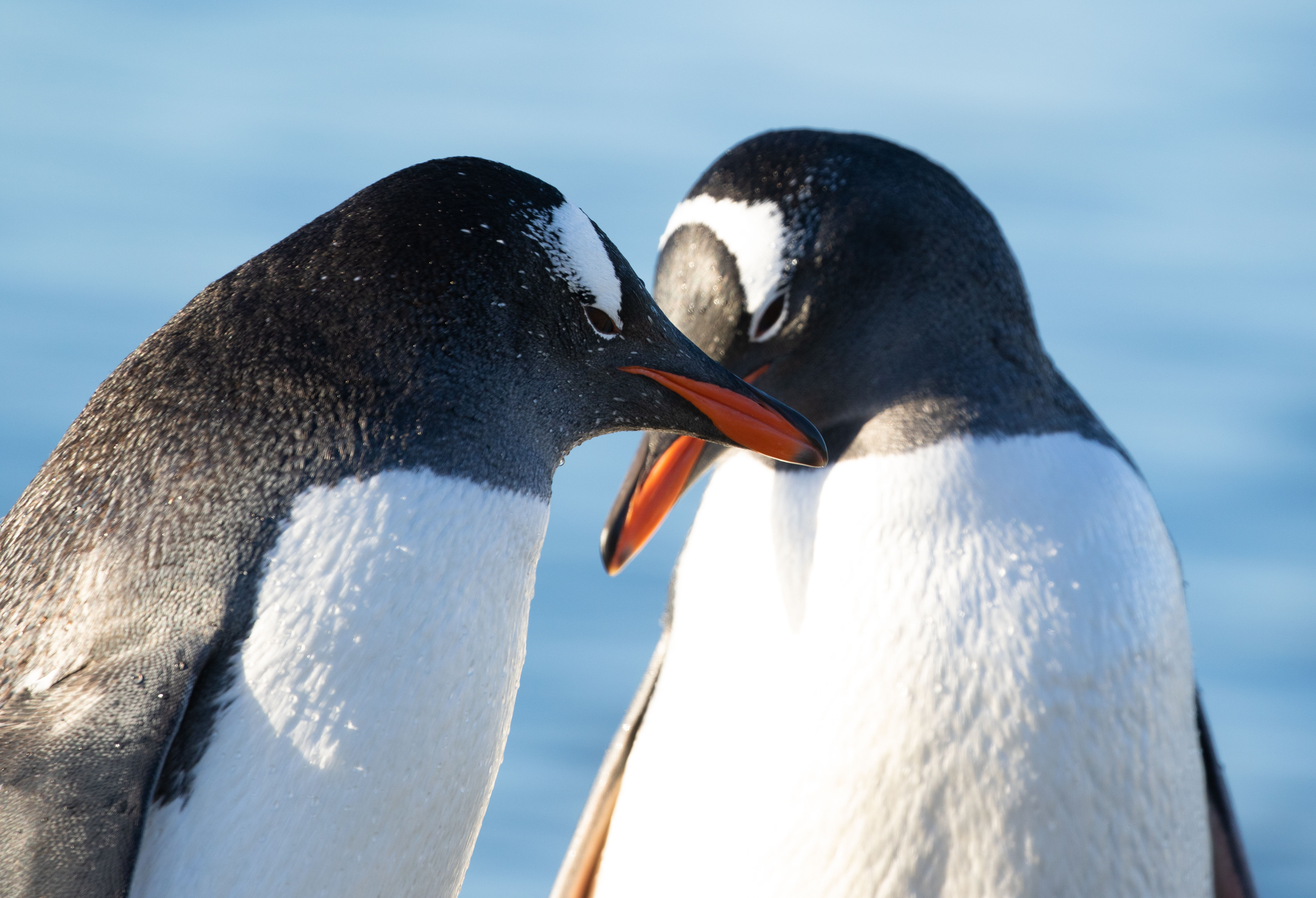 Gentoo penguins cuddling