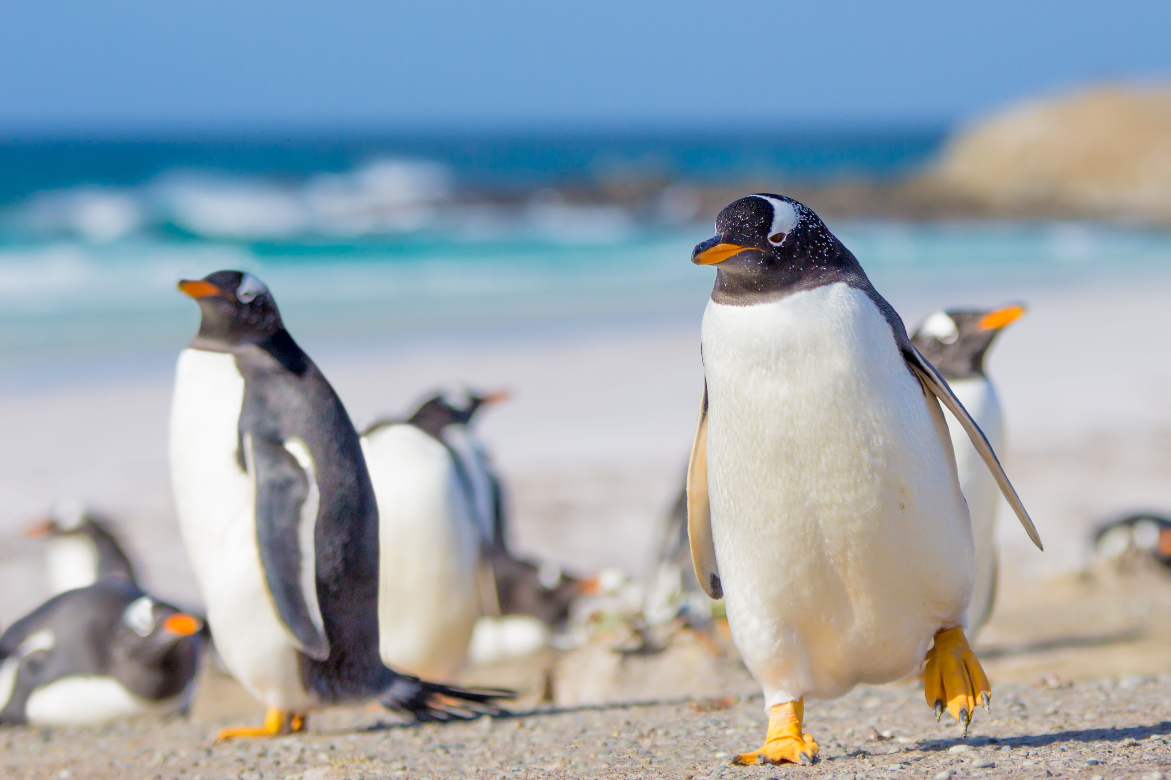 Gentoo Penguins in the Falklands