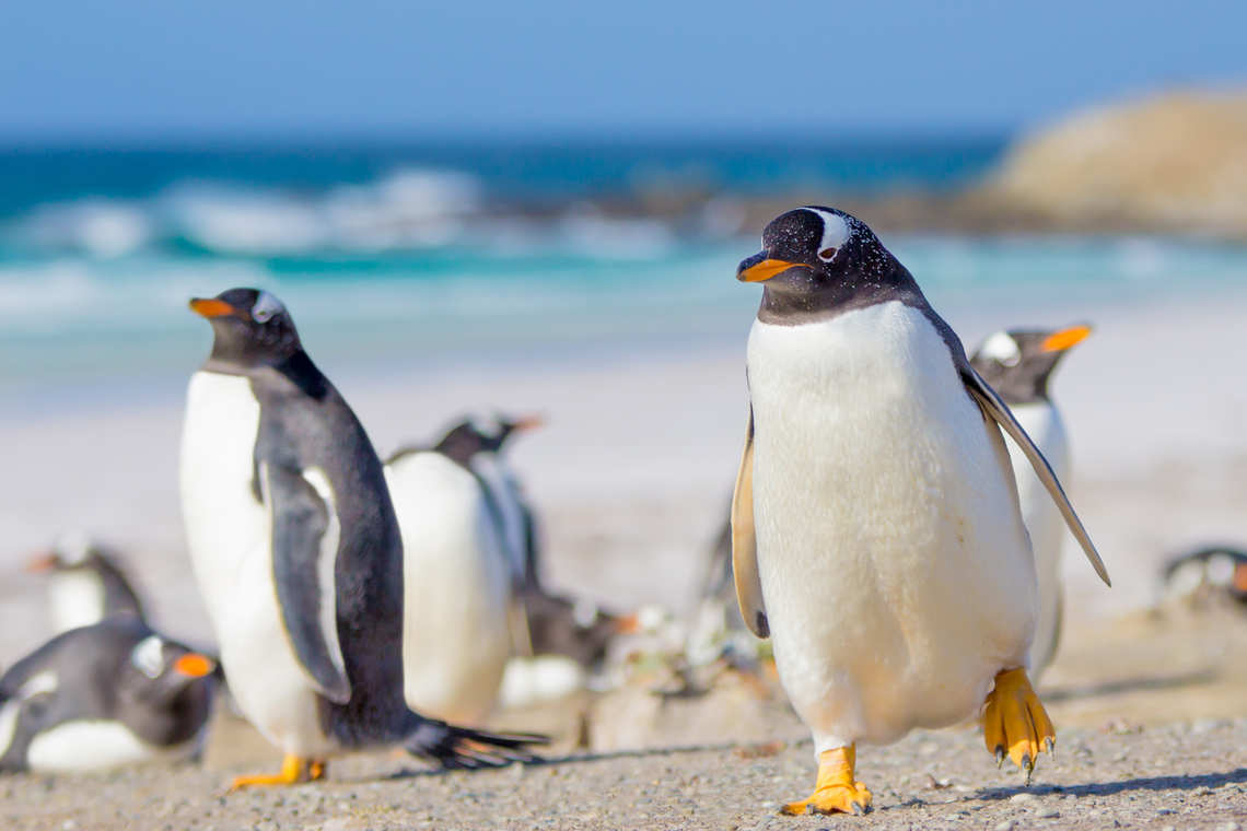 Gentoo Penguins in the Falklands