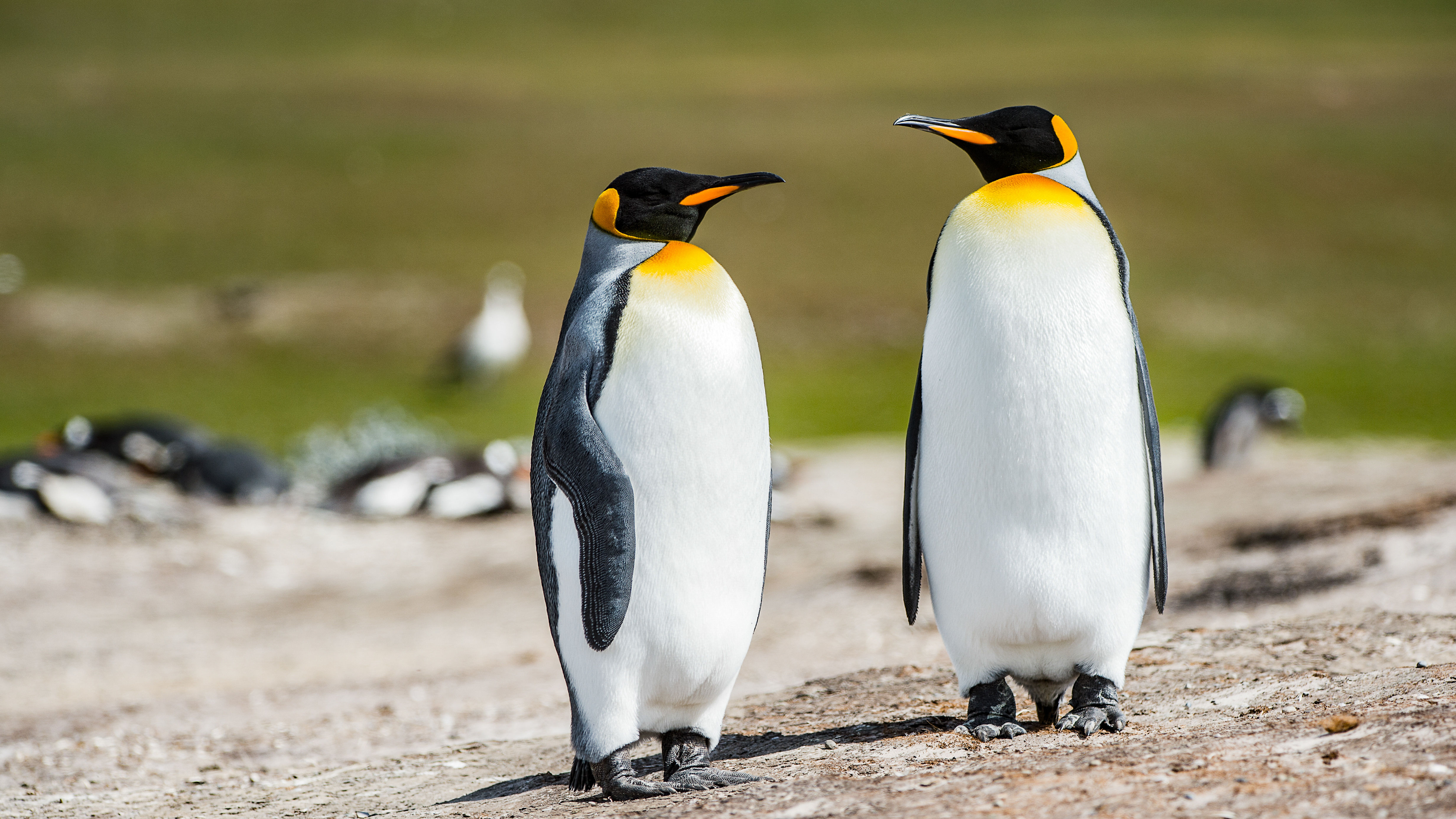 King Penguins