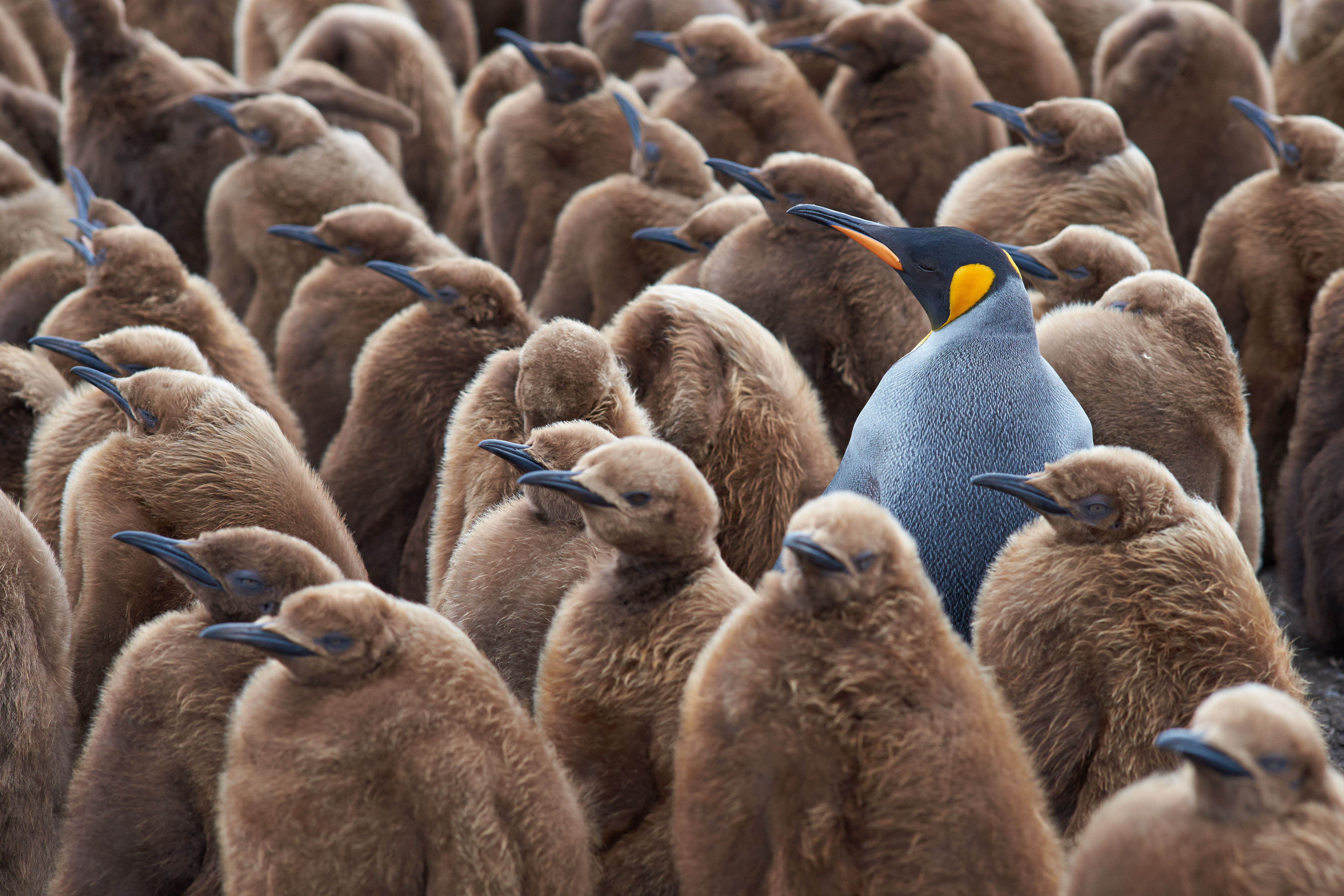 Adult King Penguin standing amongst a group of chicks