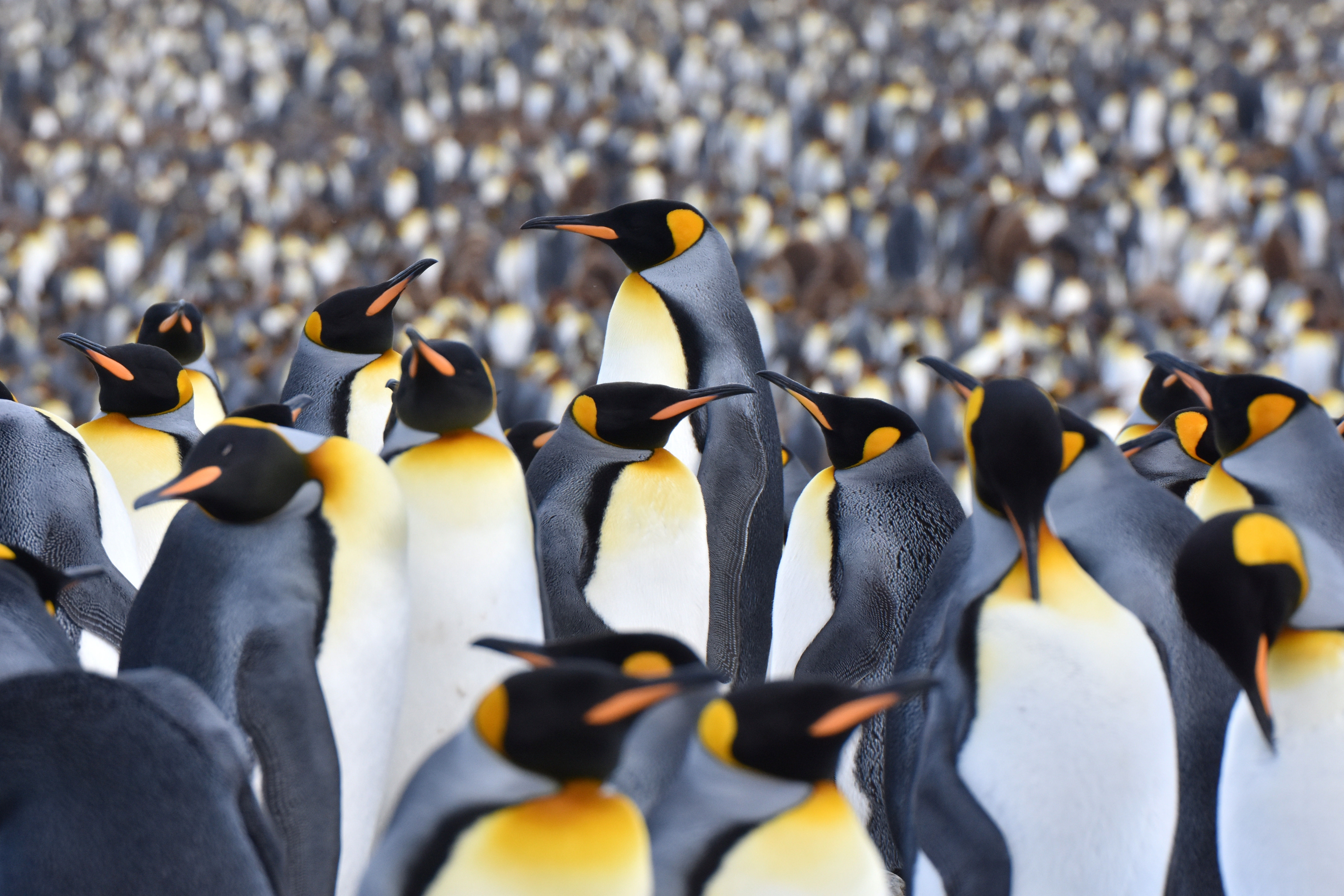 Colony of King Penguins